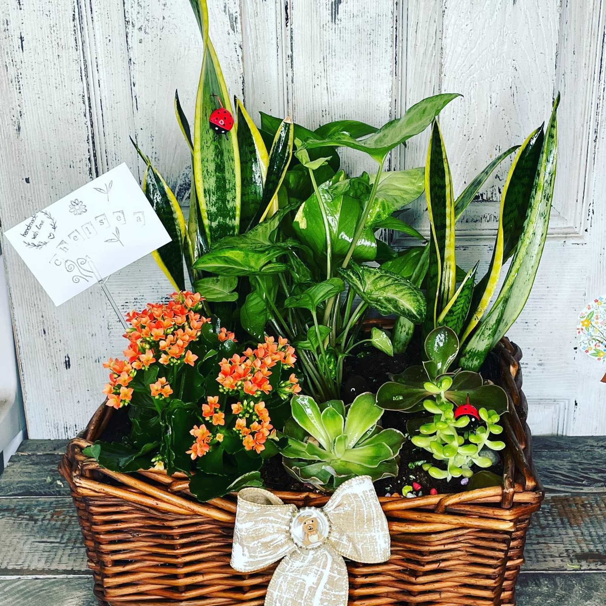 Unleash the magic of  our beautiful plants and succulents! Feeling indecisive?