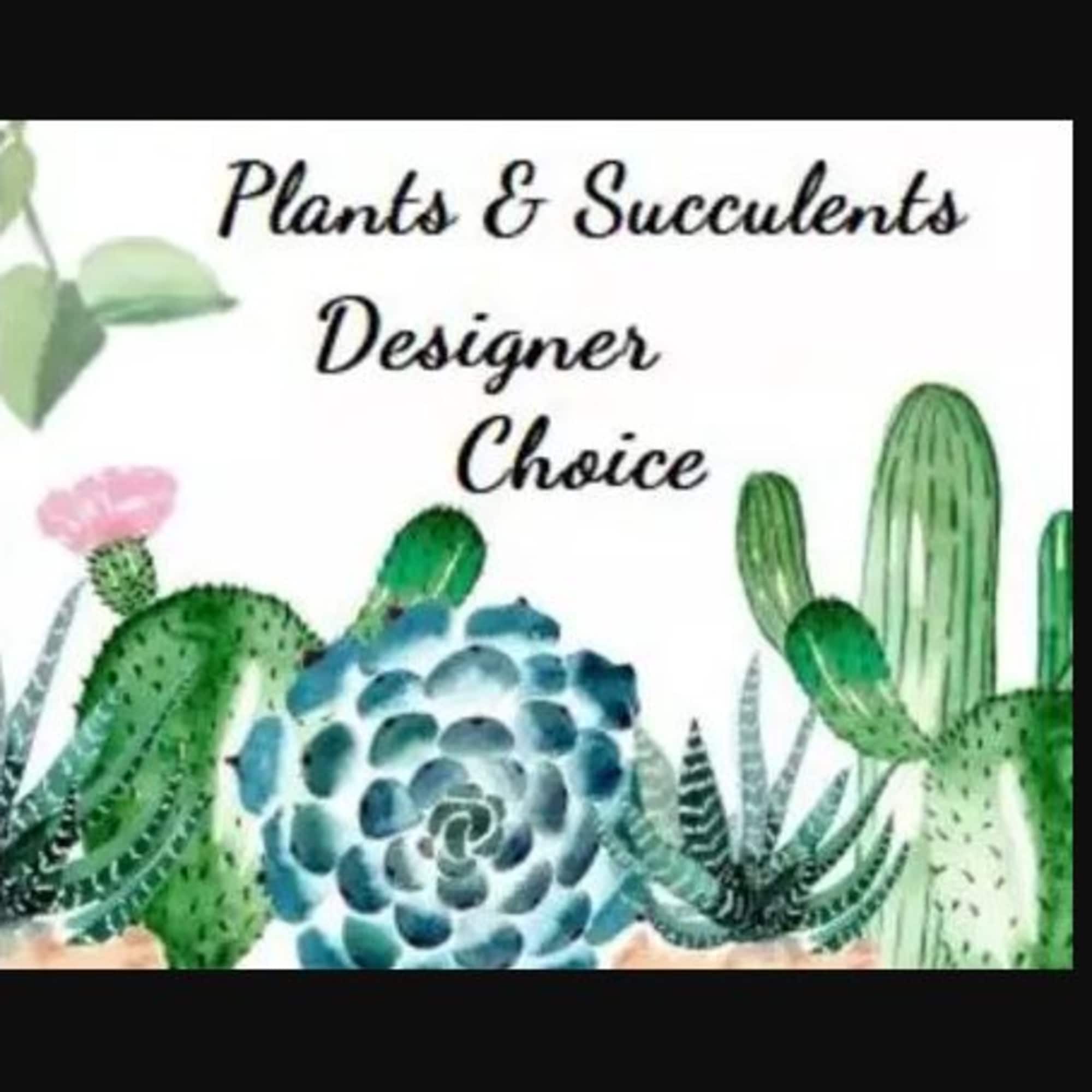 Unleash the magic of  our beautiful plants and succulents! Feeling indecisive?