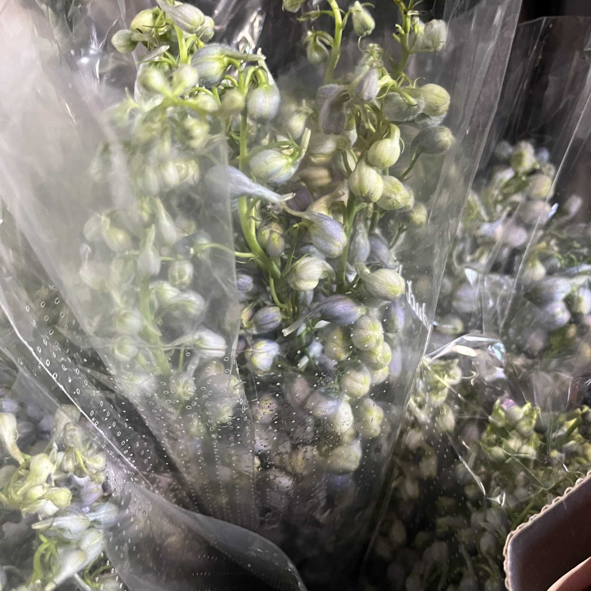 In lavender and blue varieties; averages 10 stem per pack