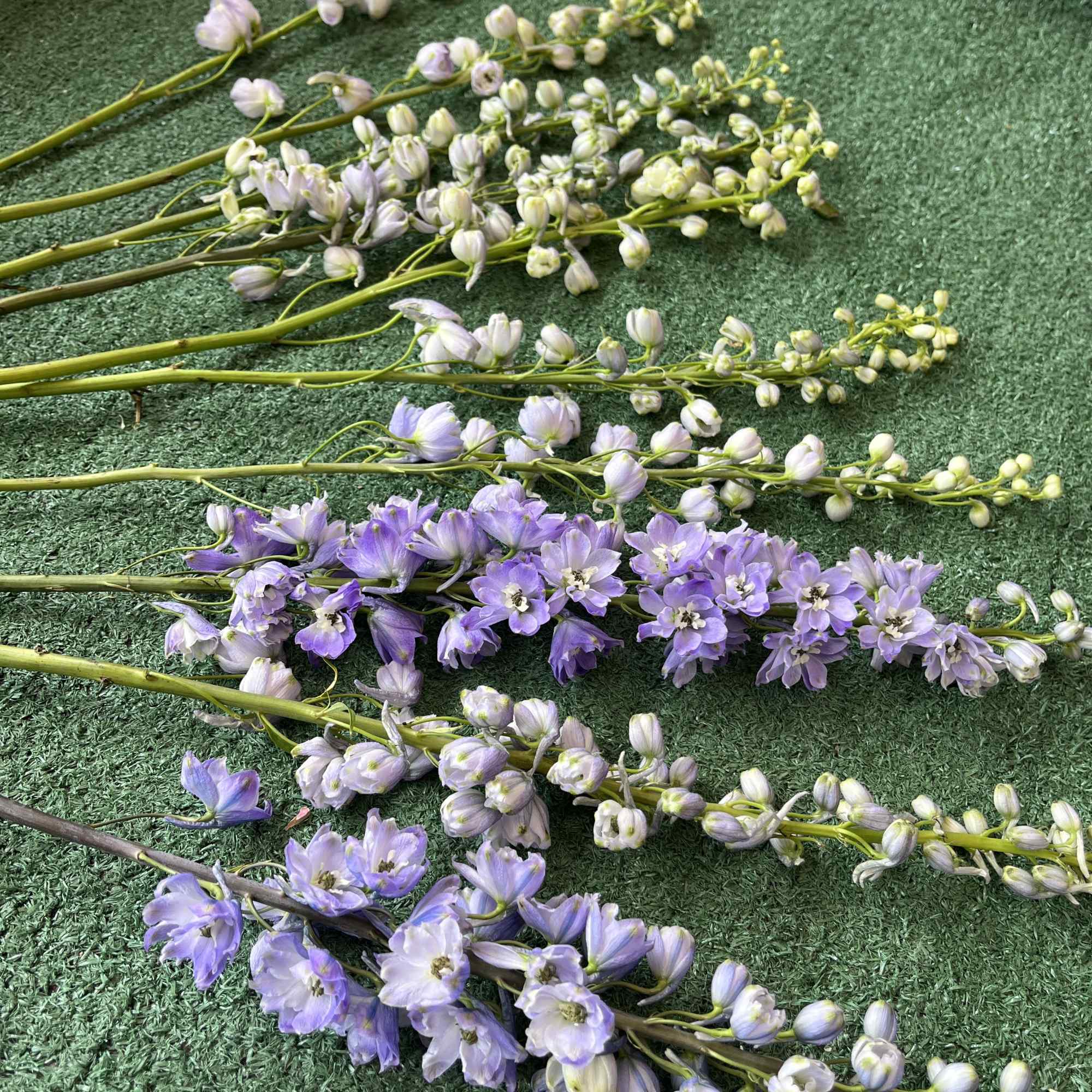 In lavender and blue varieties; averages 10 stem per pack