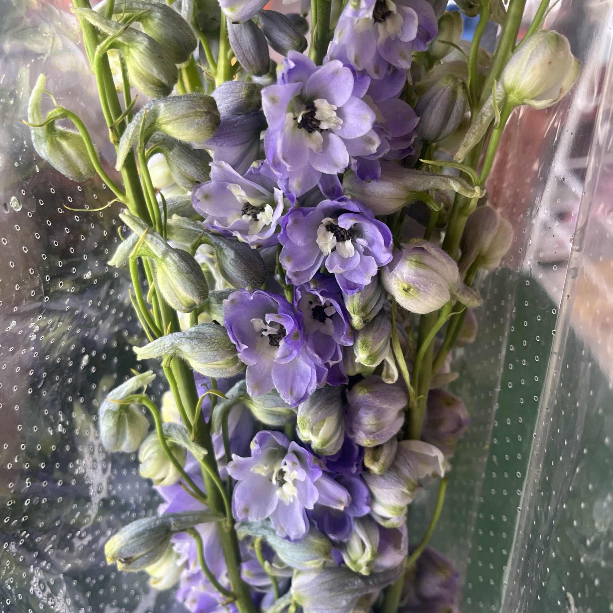 In lavender and blue varieties; averages 10 stem per pack