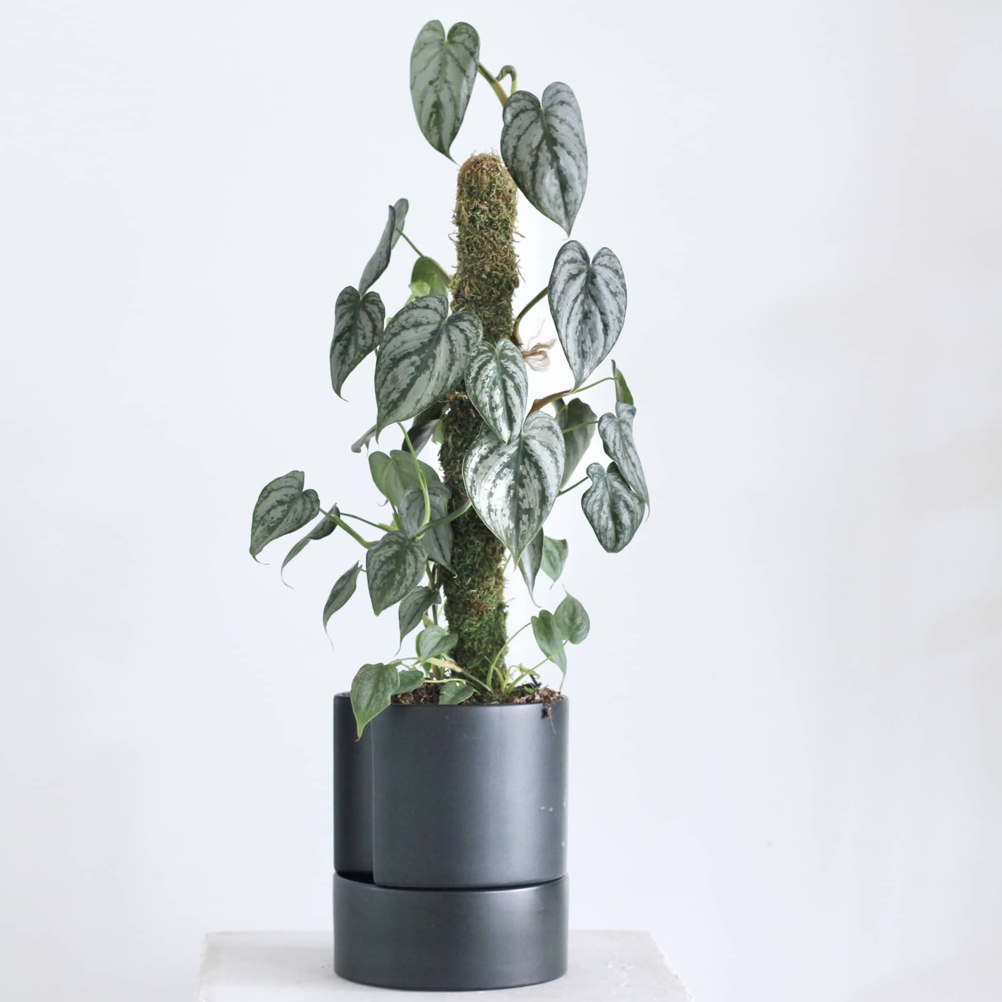 This Silver Satin Pothos climbs gracefully up a moss pole, showing off