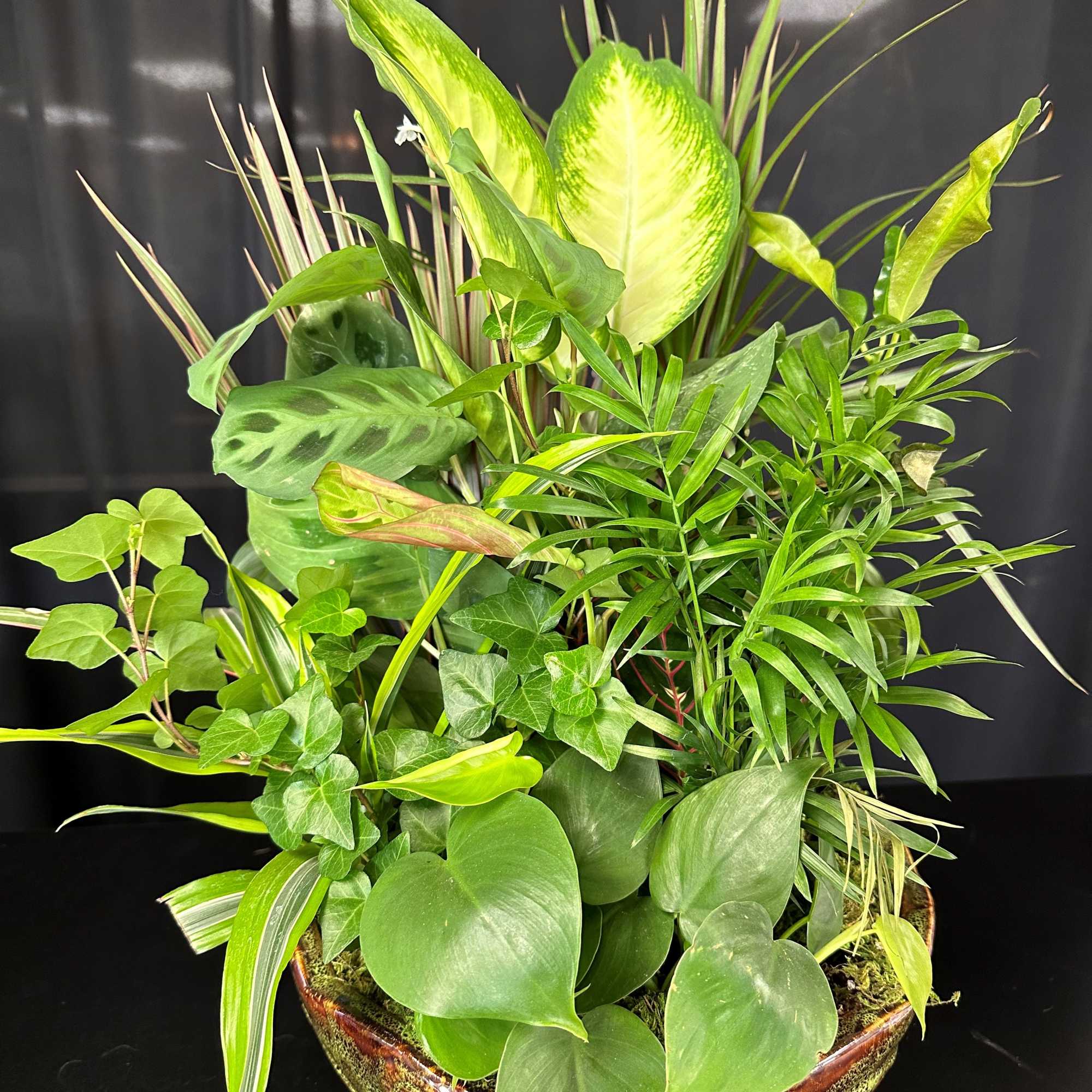 Dish Garden employs lush, green plants to create a gift ideal for Dish Garden employs lush, green plants to create a gift ideal for