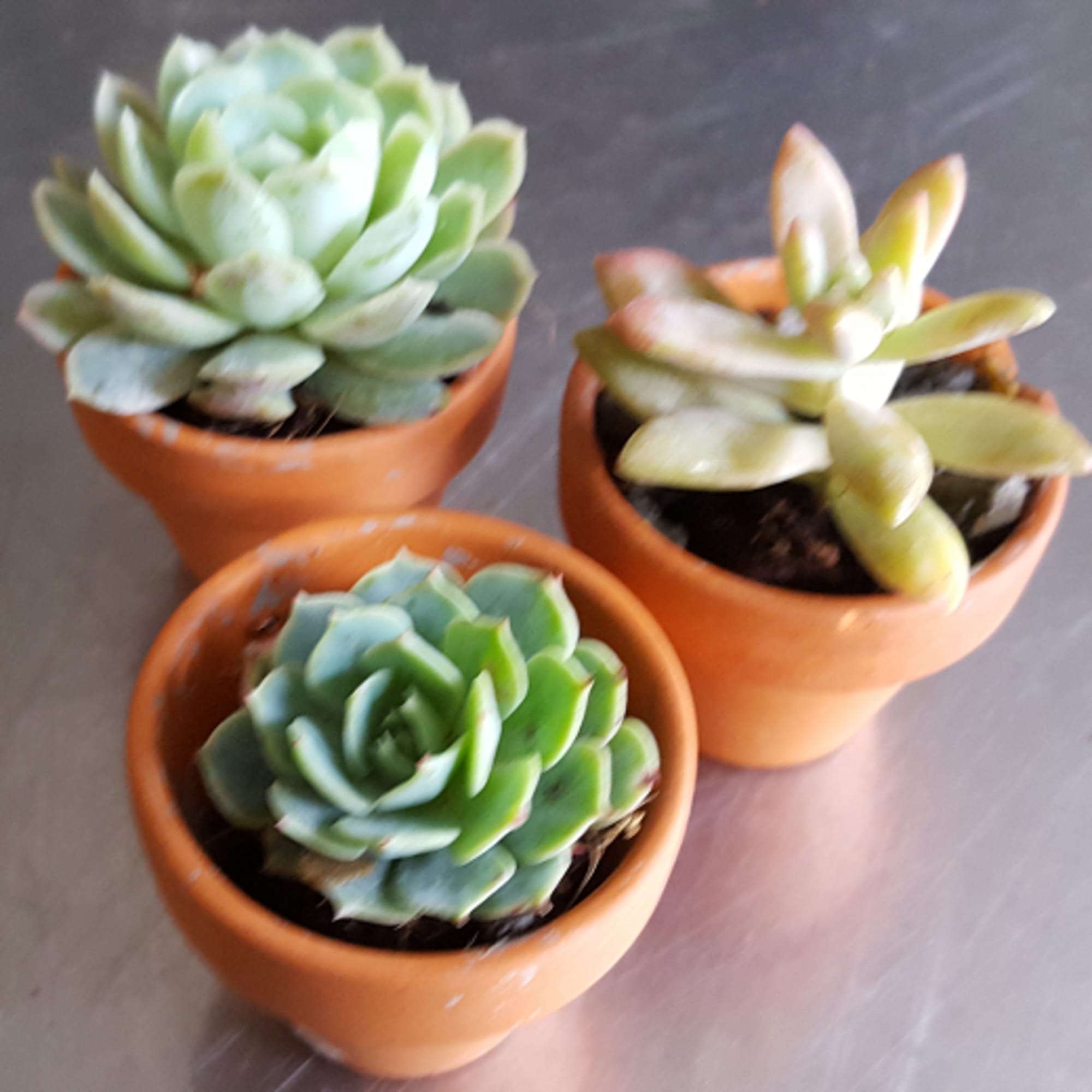 Teeny Tiny Succulent Pots in Portland, OR | Market Street Floral