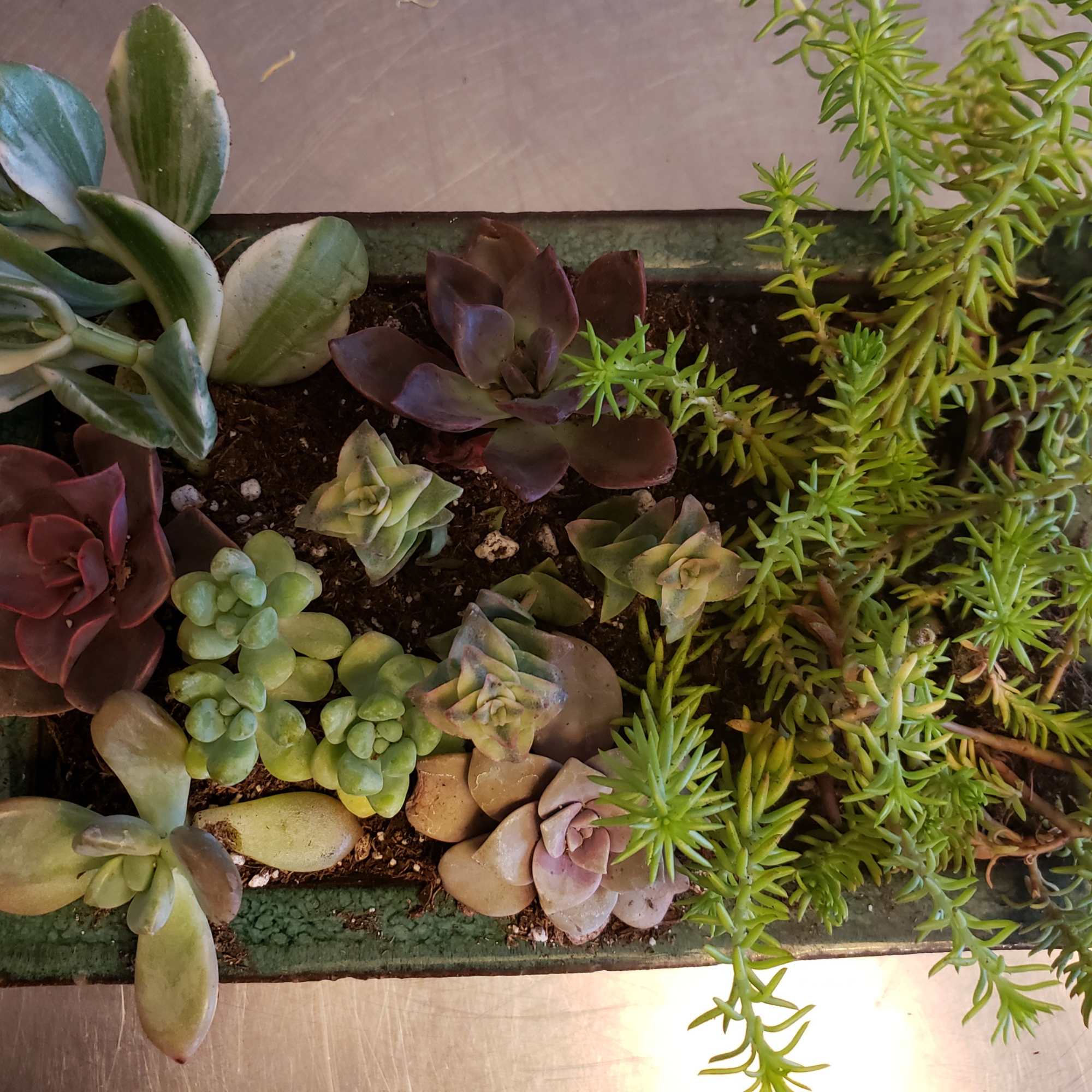 Very Manly succulent garden artfully arranged in a  dish. Very Manly succulent garden artfully arranged in a  dish.