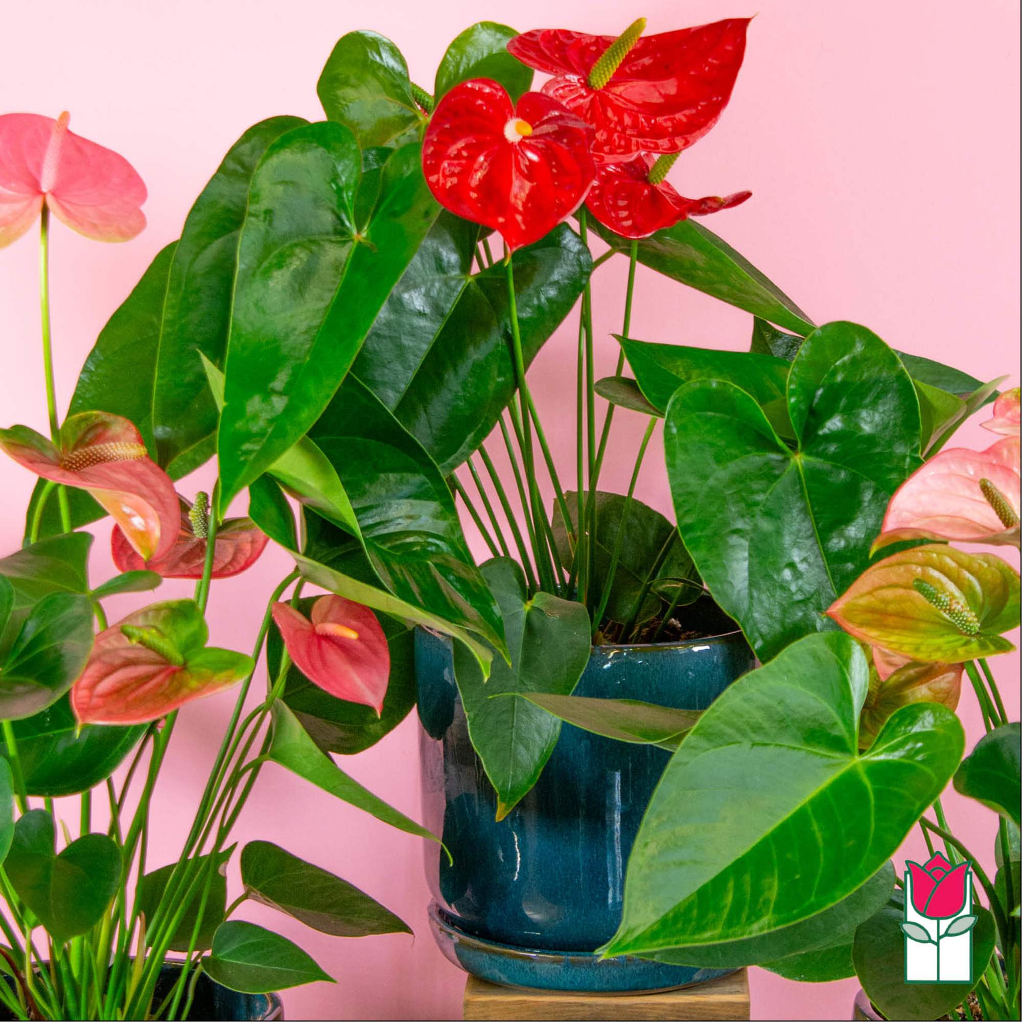 Discover the exciting Anthurium Plant selection at Beretania Florist &ndash; a captivating