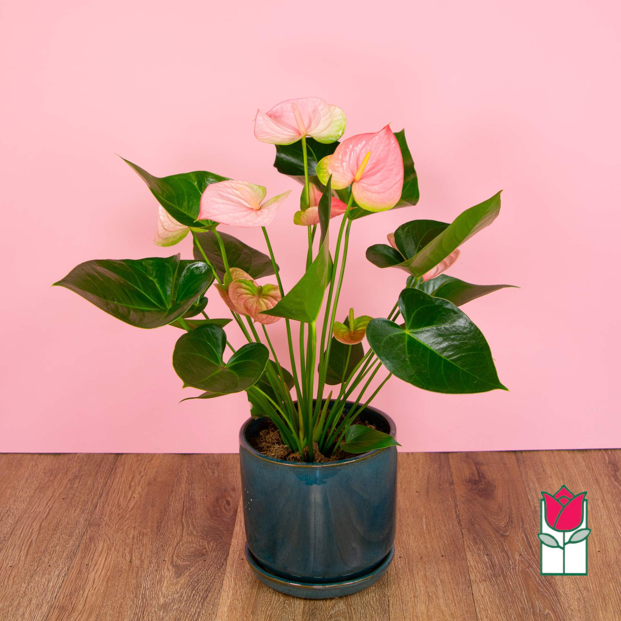 Discover the exciting Anthurium Plant selection at Beretania Florist &ndash; a captivating