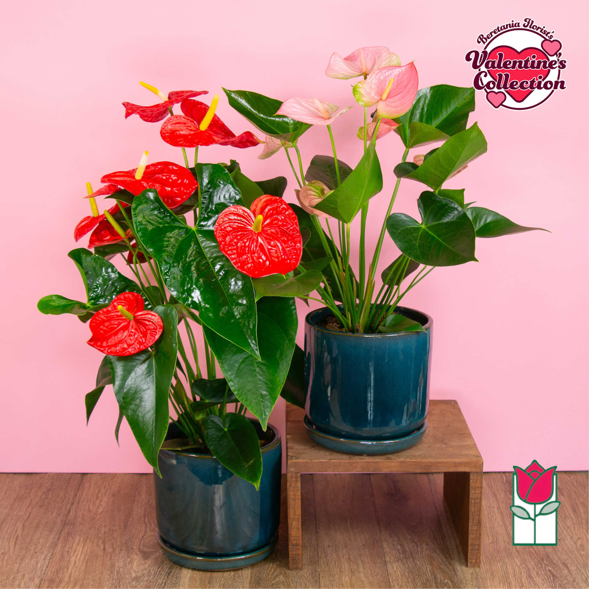 Discover the exciting Anthurium Plant selection at Beretania Florist &ndash; a captivating