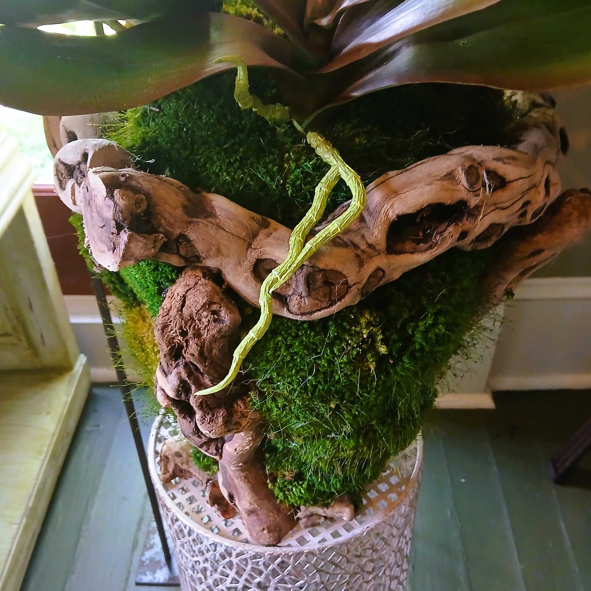 Permanent orchid plant in a California olive wood and preserved moss planter.