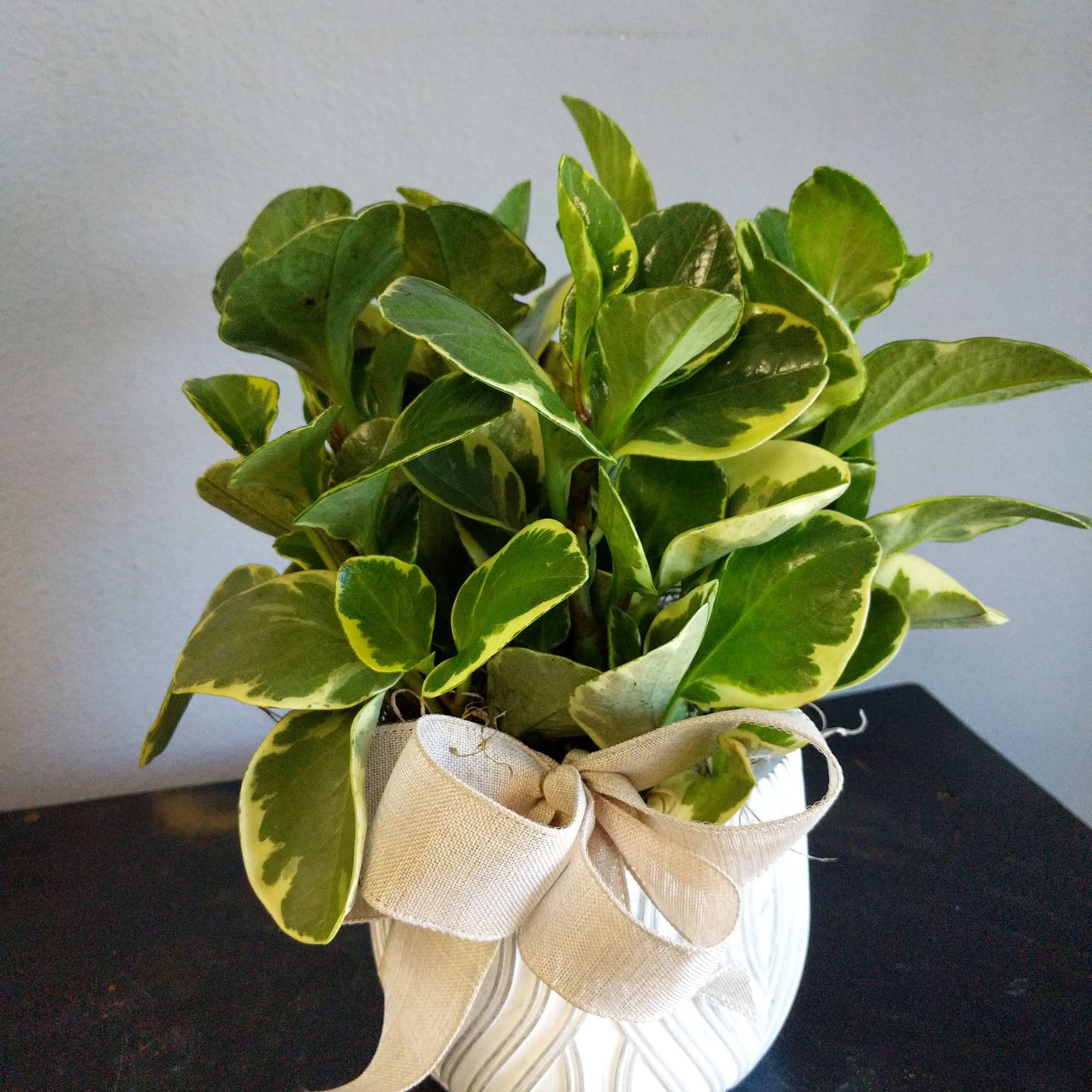 Peperomia argyreia variegated/スイカ ペペロニア⑤ Peperomia argyreia variegata (Low Color) – Steve's Leaves
