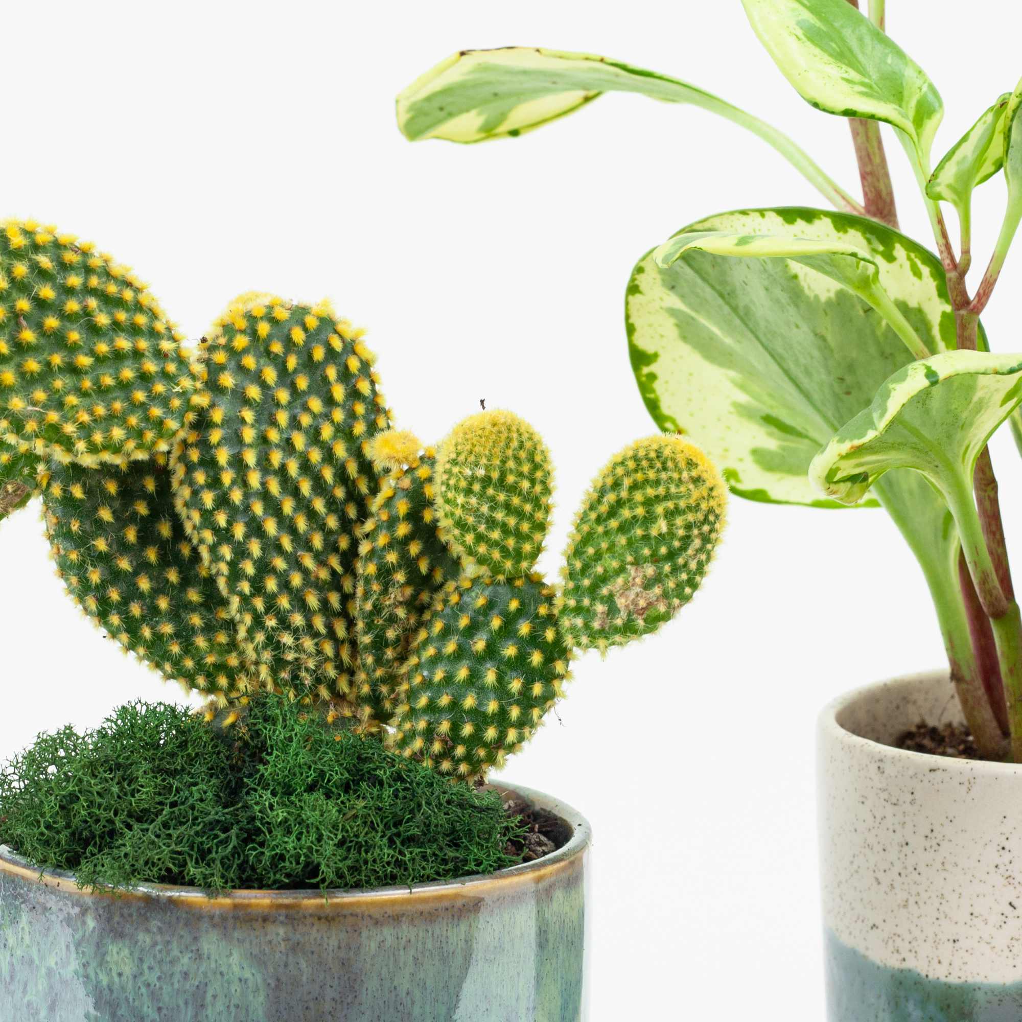 Jade peperomia and cactus plant in ceramic pots