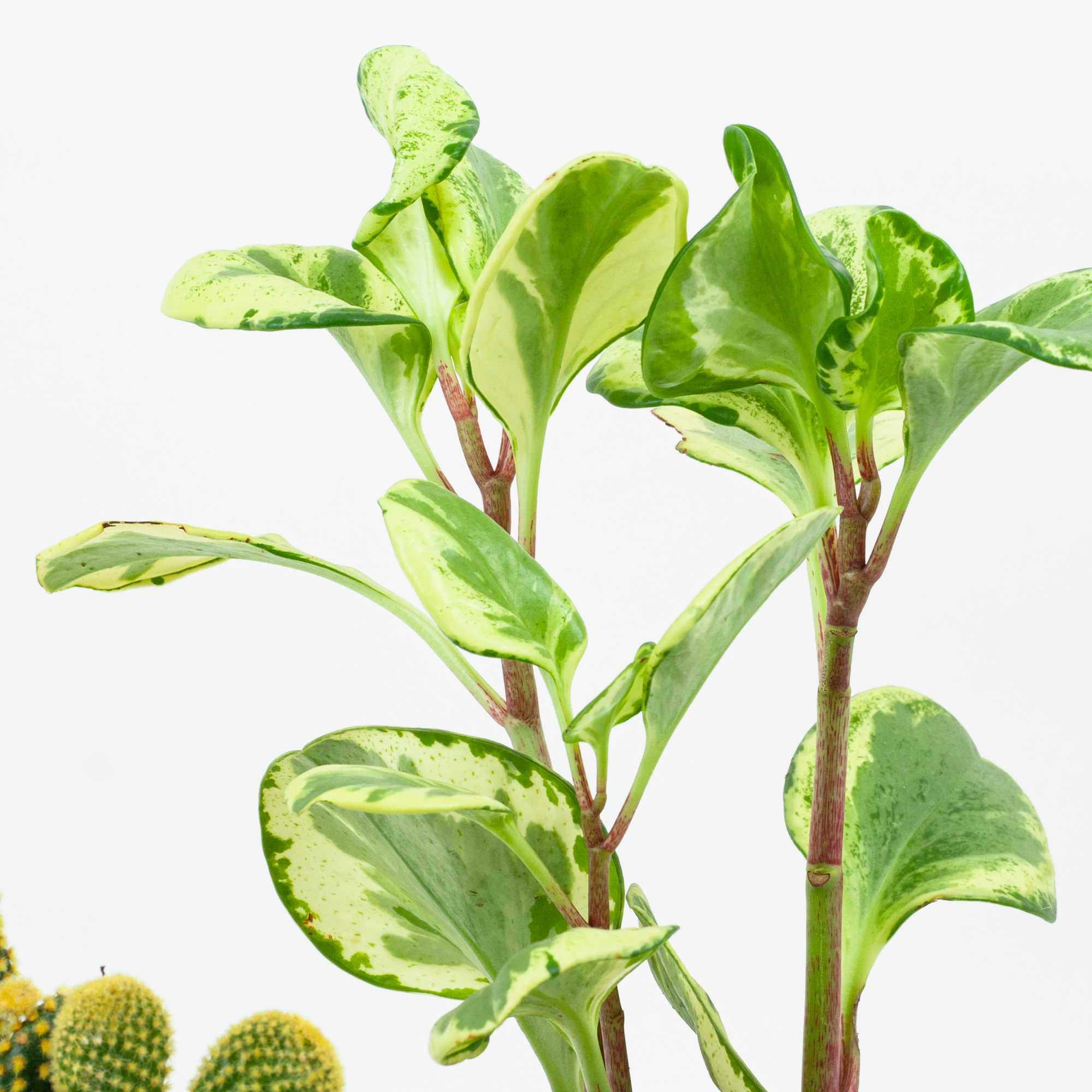 Jade peperomia and cactus plant in ceramic pots