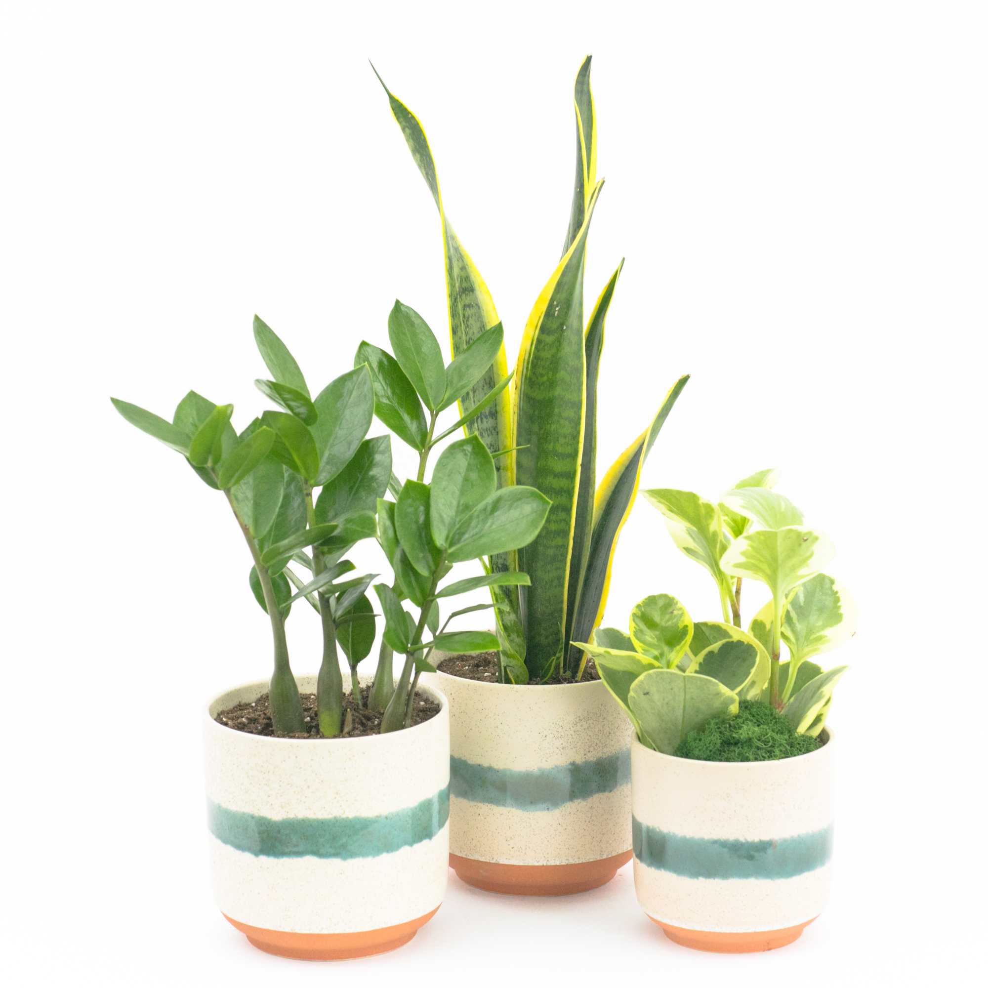 TRIO OF LIFE PLANTS IN MATEO POTS
Designer house plants. This set of