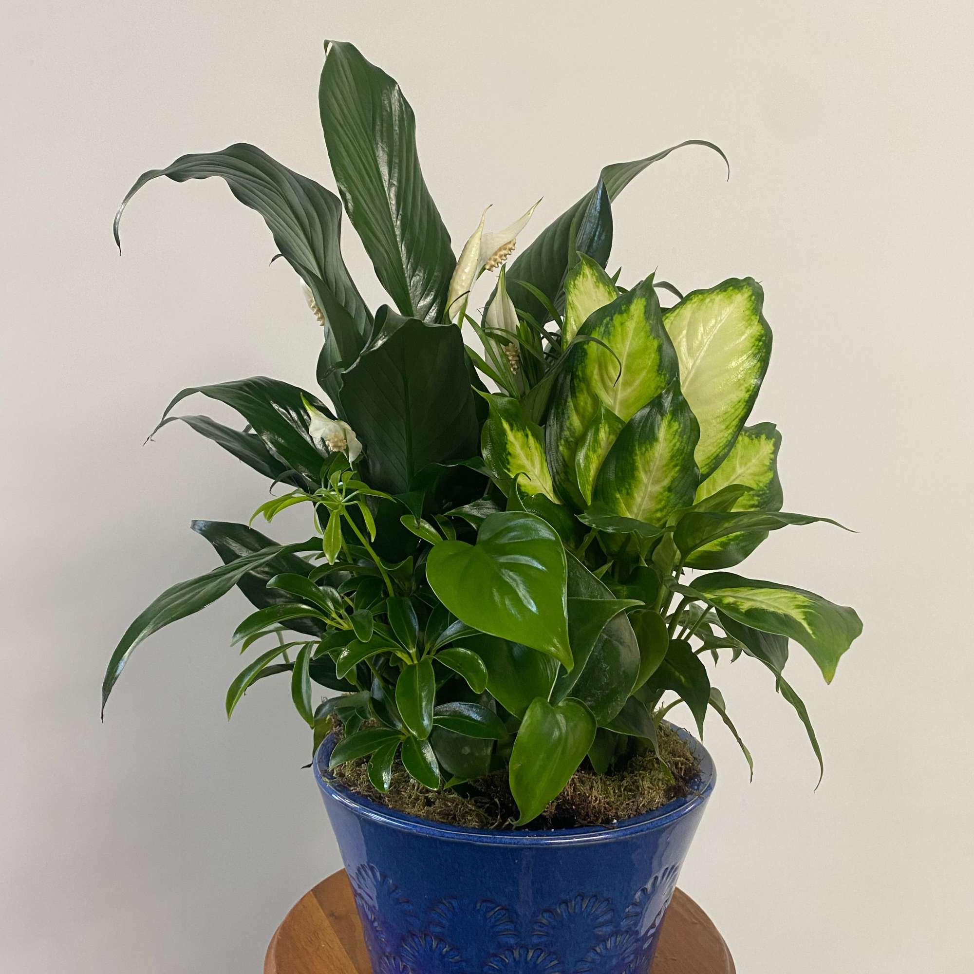 Assorted plants in round ceramic container.