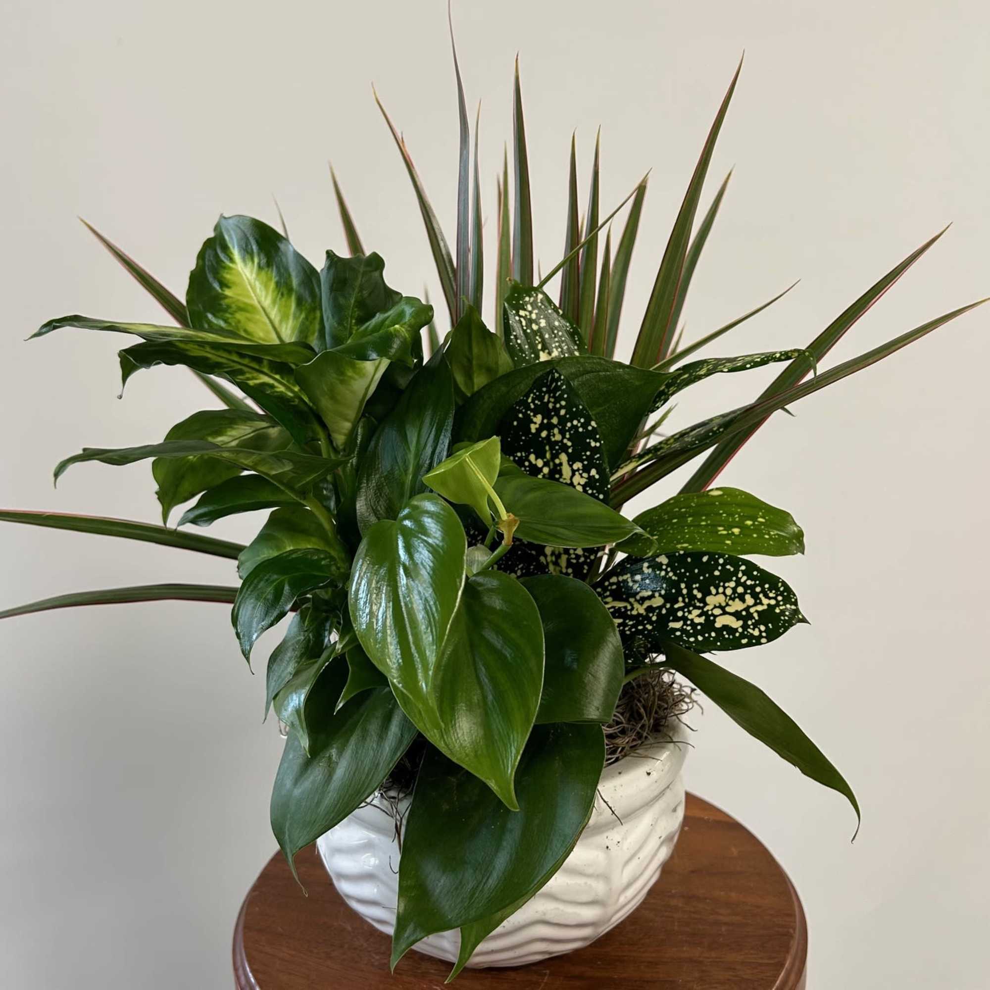 Assorted plants in round ceramic container.