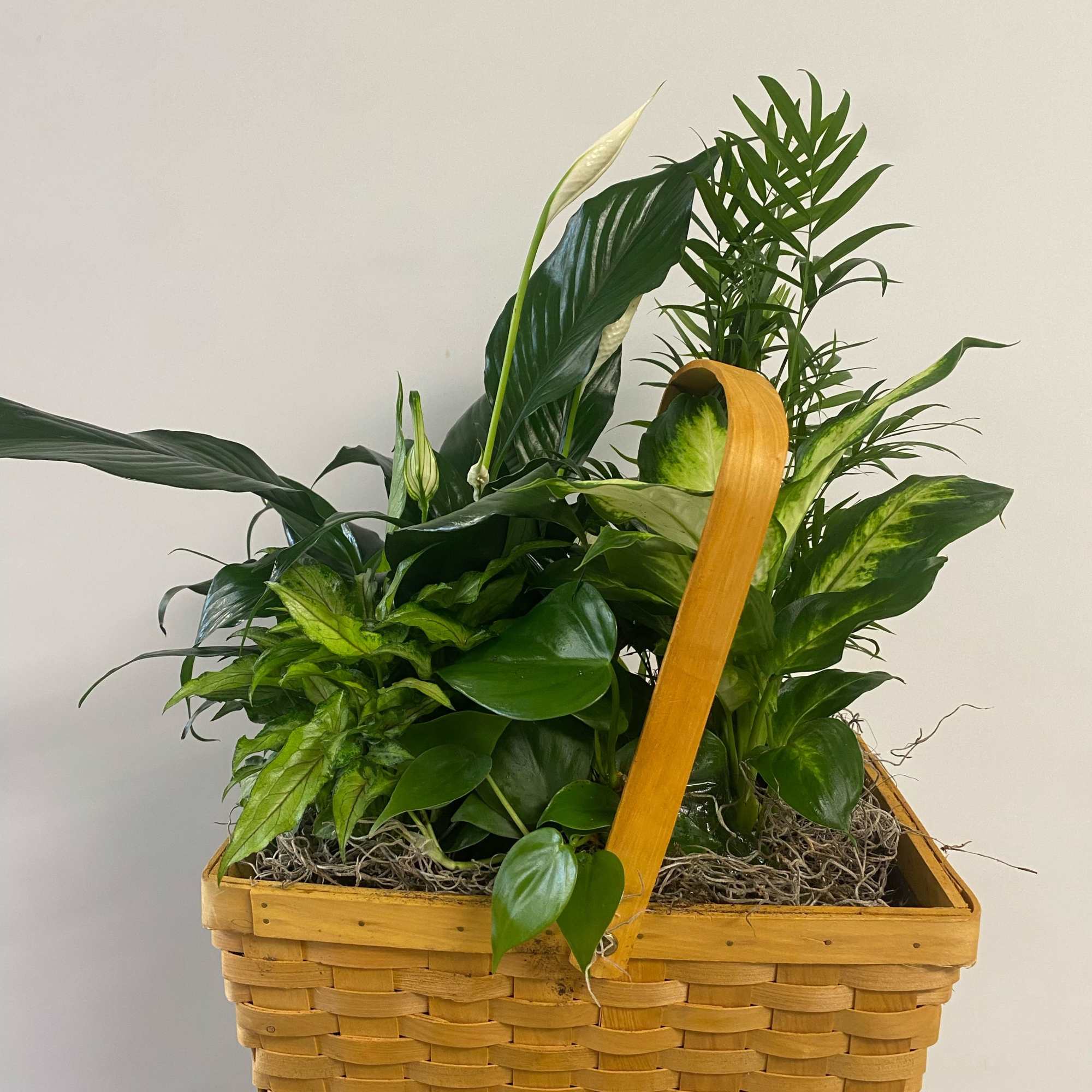 Assorted plants in a large basket.
 Assorted plants in a large basket.