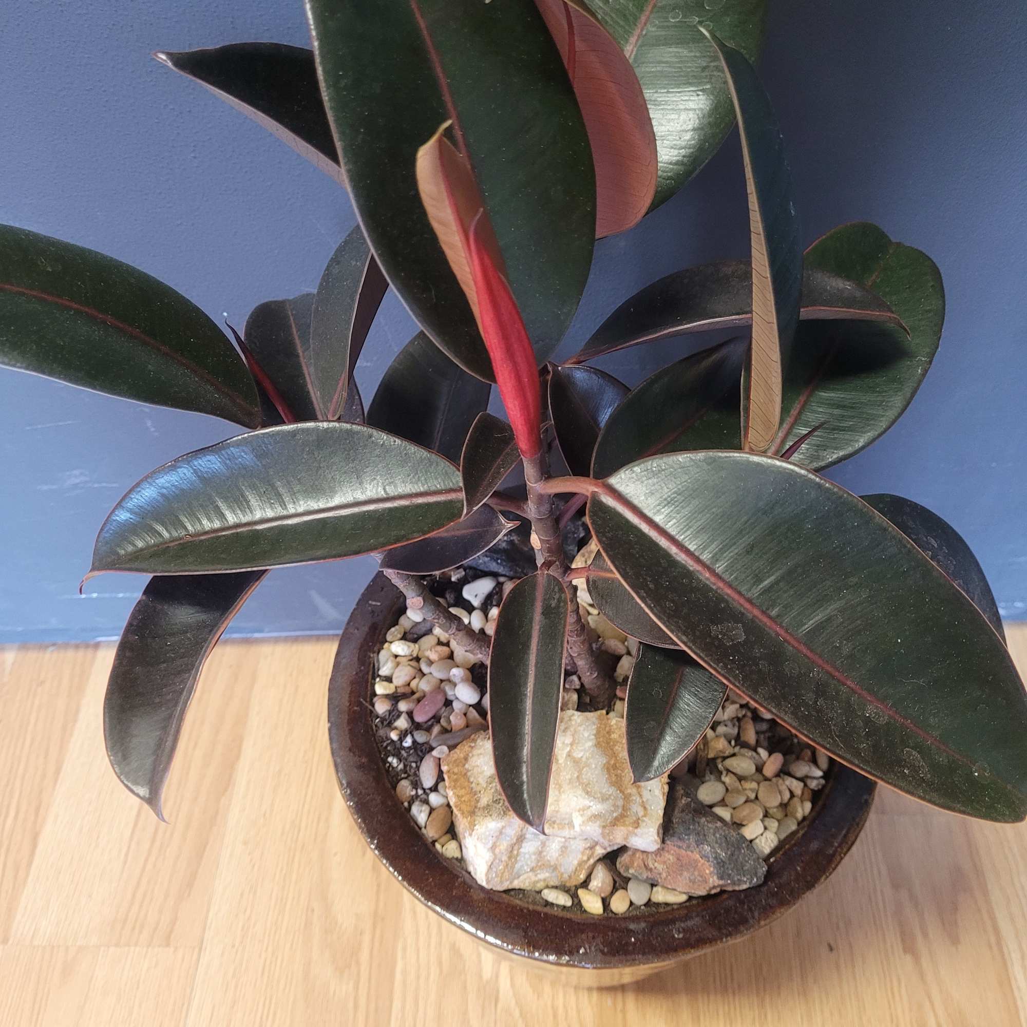 This is a beautiful specimen and ideal for any decor. The Ficus