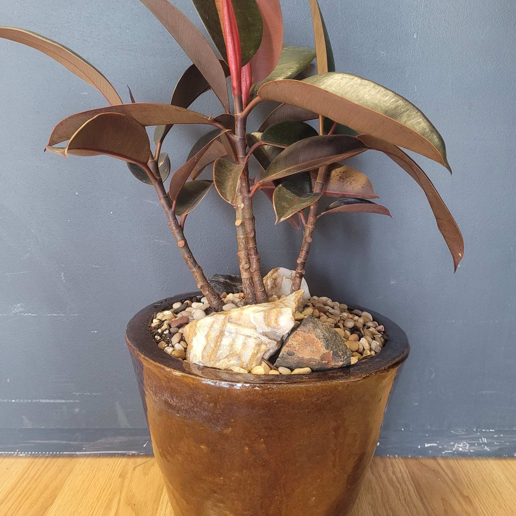 This is a beautiful specimen and ideal for any decor. The Ficus
