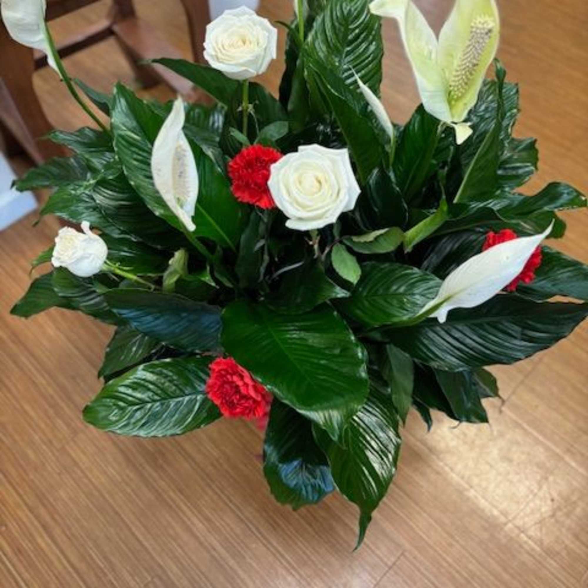 10" Peace lily in a basket with red carnations and white roses.
***PLEASE 10" Peace lily in a basket with red carnations and white roses.
***PLEASE