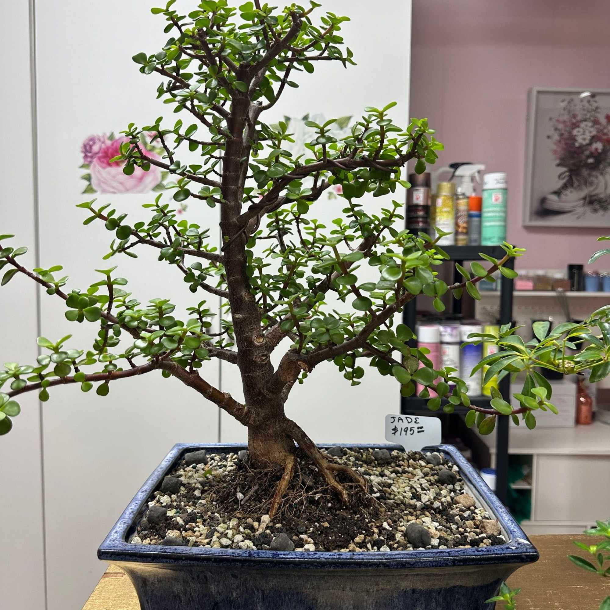 盆栽 Japanese bonsai The Japanese Spirit 盆栽 Bonsai size 60 × 43㎝ 7 sheets from