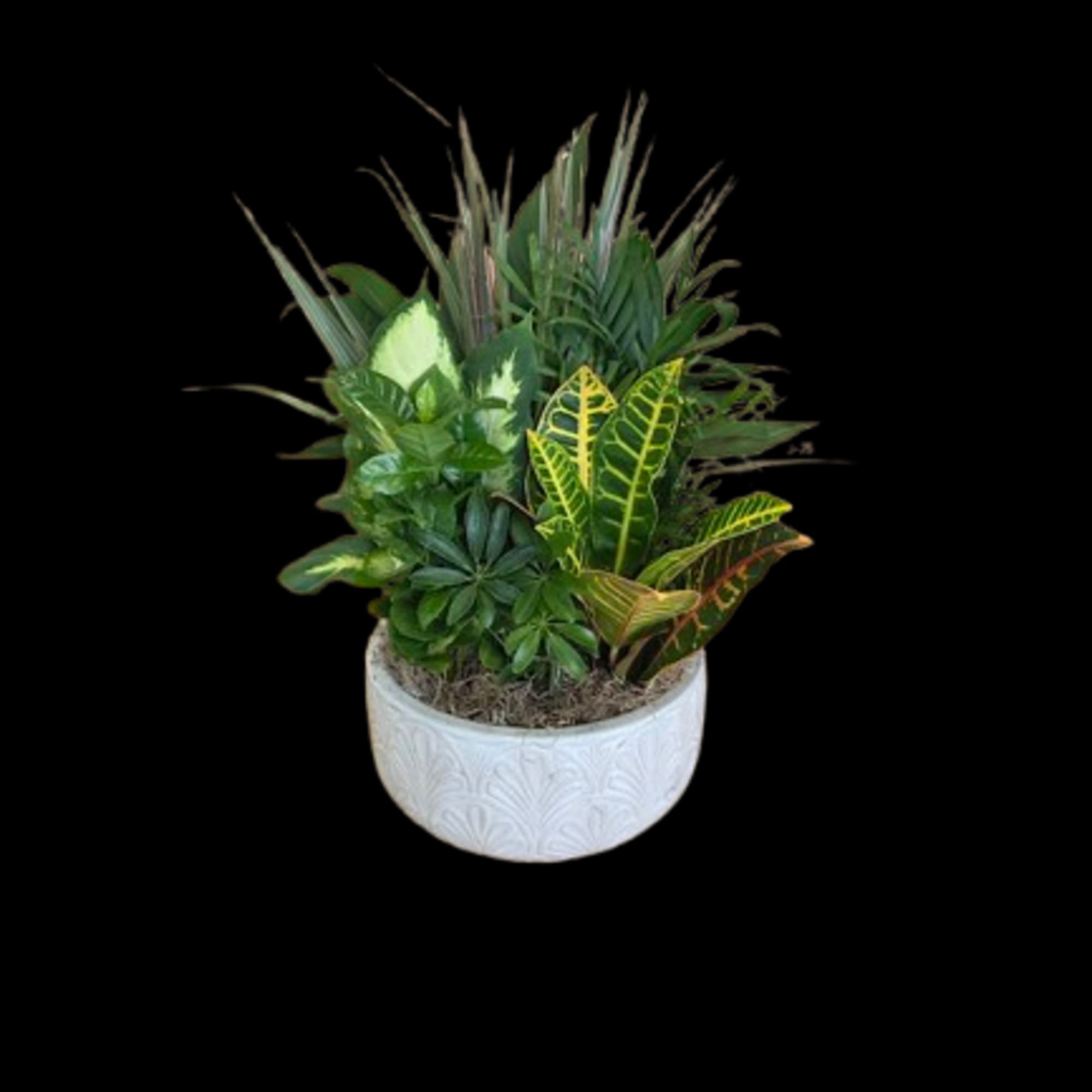 This easygoing mix of lush green plants brings a fresh, calming vibe This easygoing mix of lush green plants brings a fresh, calming vibe