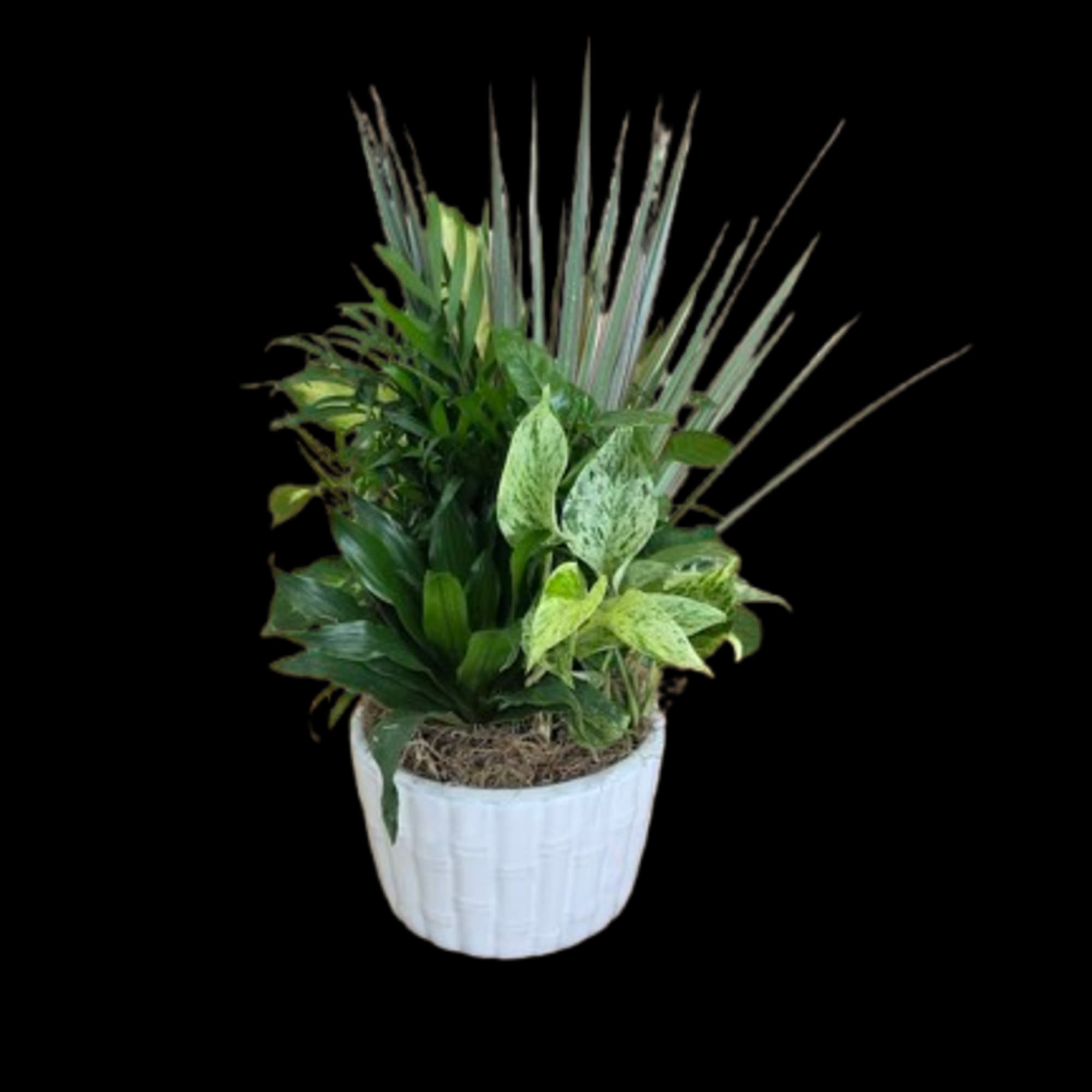 This easygoing mix of lush green plants brings a fresh, calming vibe This easygoing mix of lush green plants brings a fresh, calming vibe