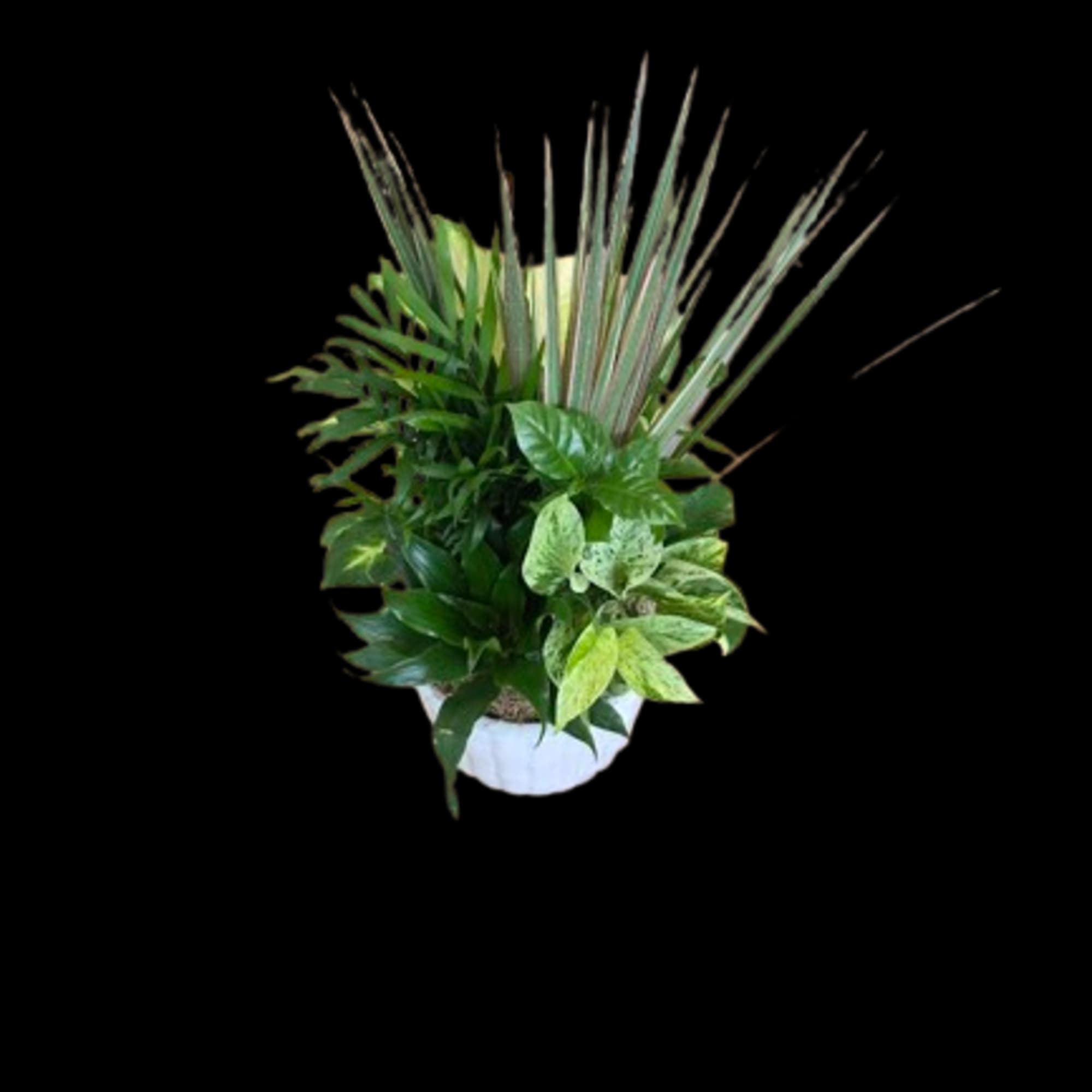 This easygoing mix of lush green plants brings a fresh, calming vibe This easygoing mix of lush green plants brings a fresh, calming vibe