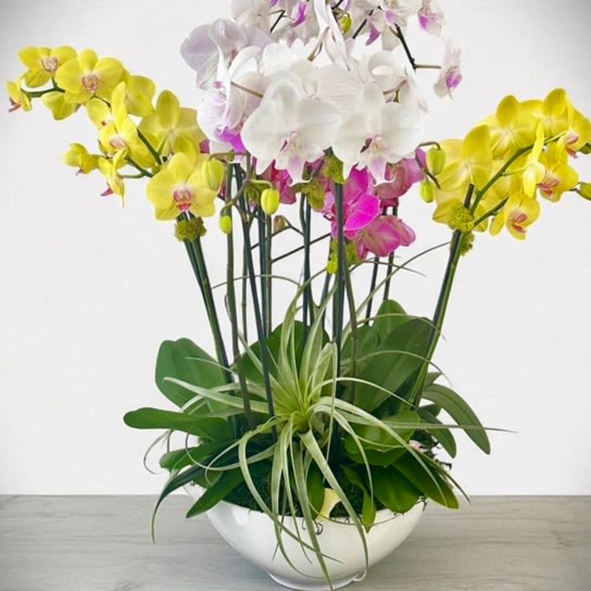 png orchids number 12