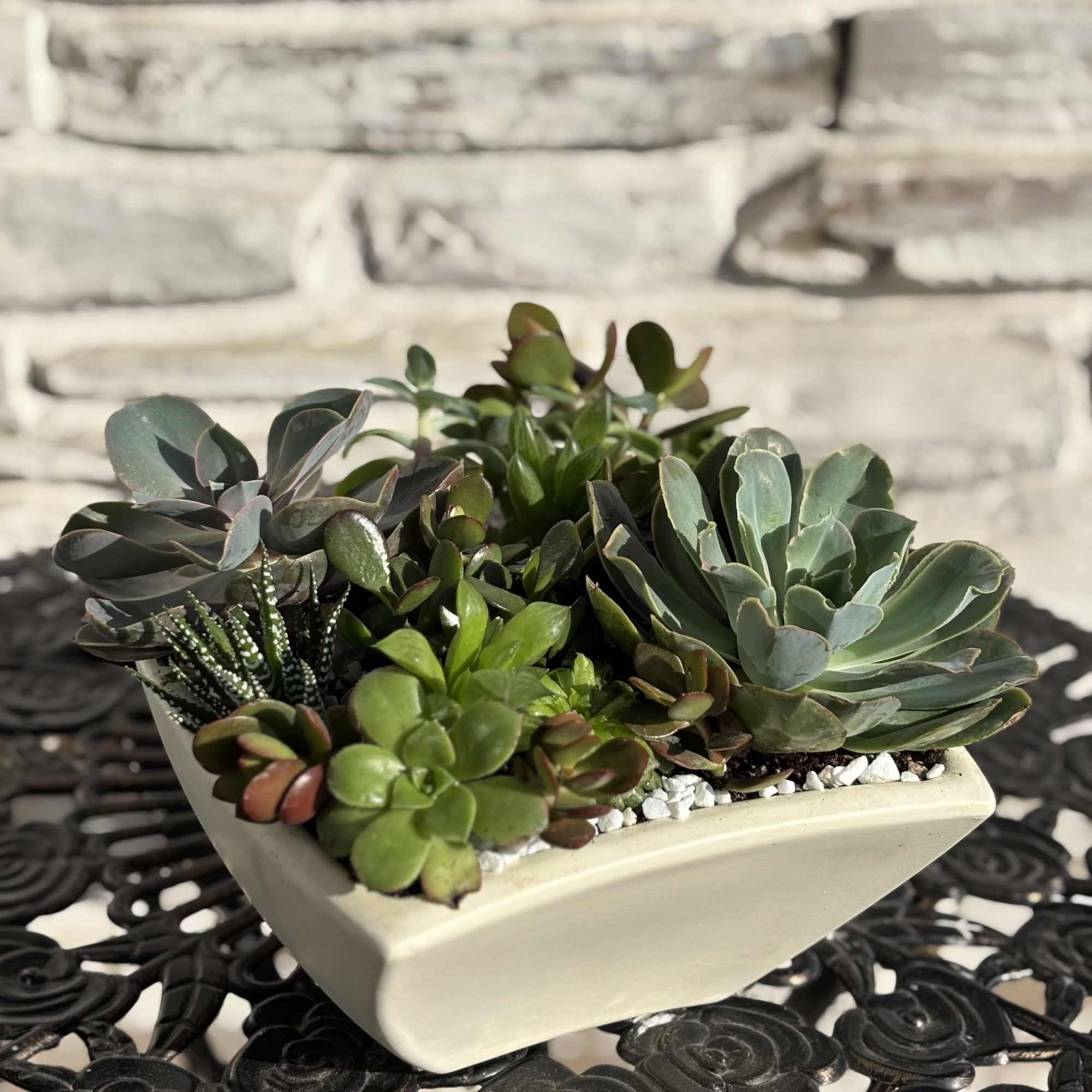 All Succulents may Differ along with container.