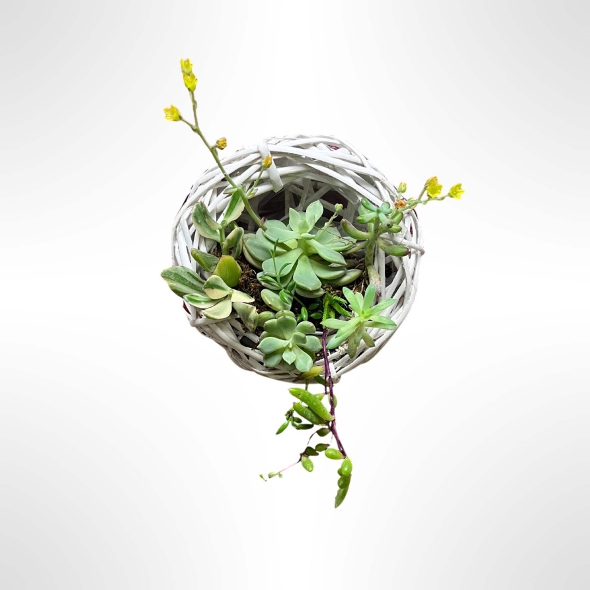 A variety of succulents in a white wicker nest to hang on