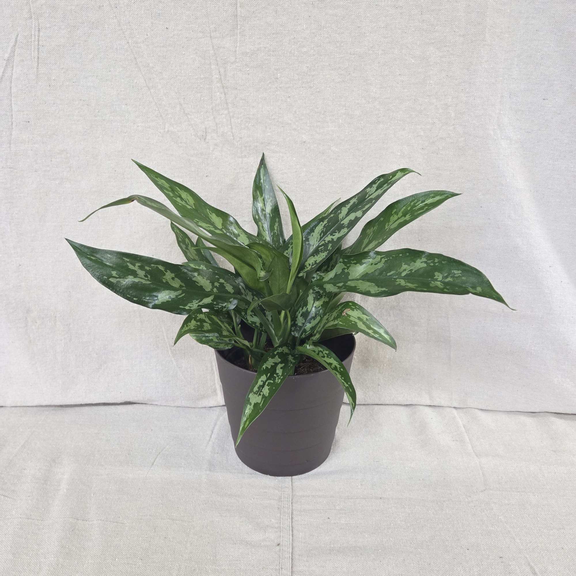 This hearty green plant is a perfect gift for home or office!