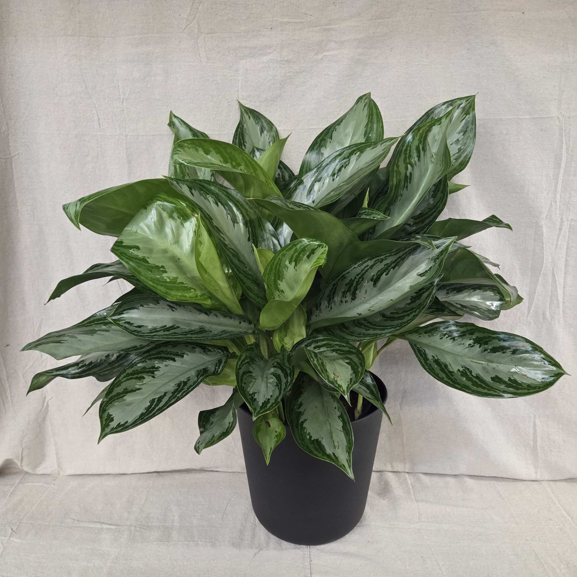 This hearty green plant is a perfect gift for home or office!