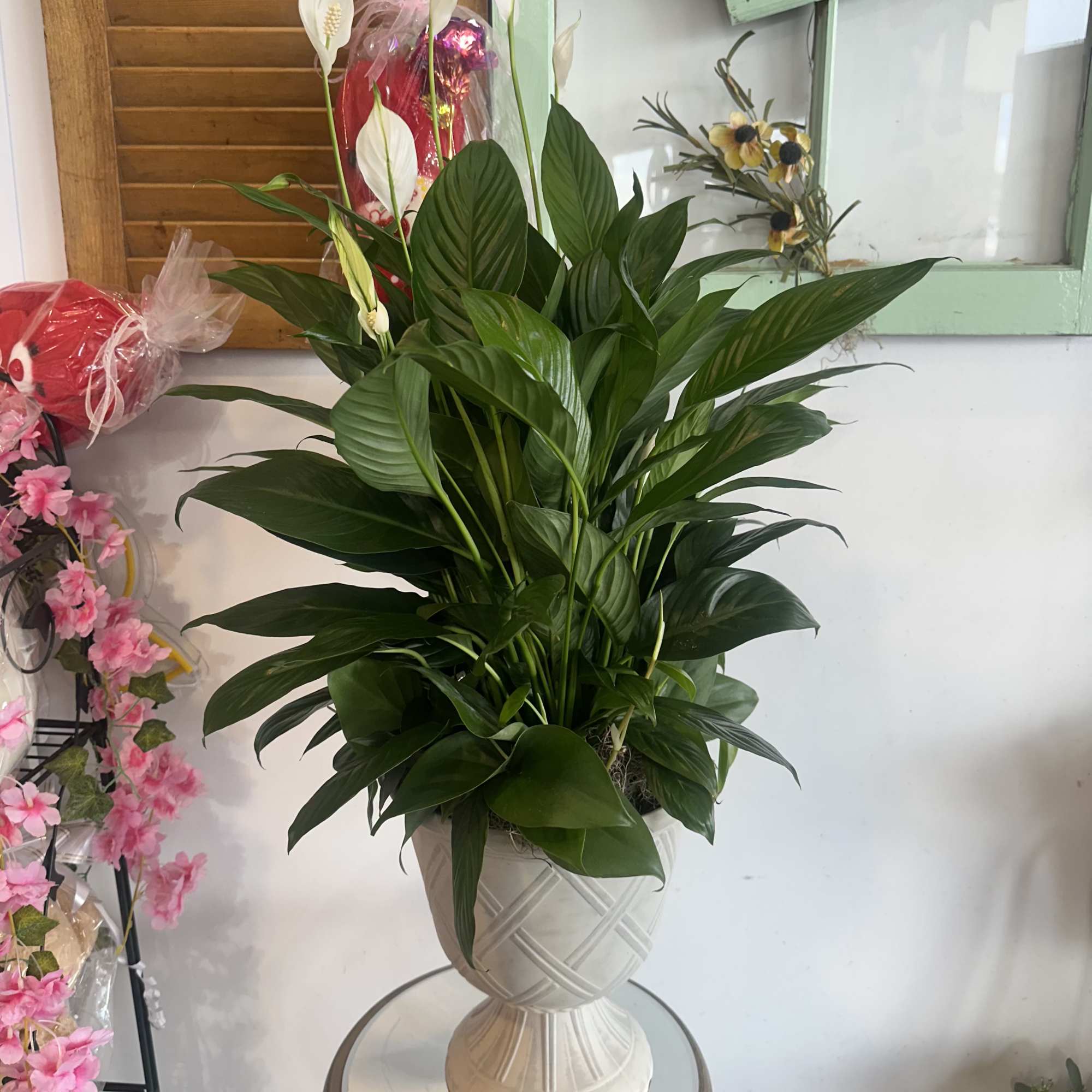 Peacelily Plant in Huber Heights, OH | Huber Heights Floral
