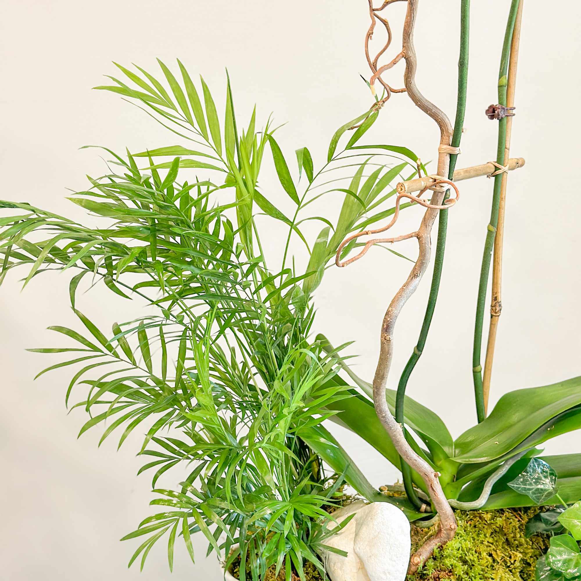 Arrangement of flowering orchids in garden style with palm plants and ivy.