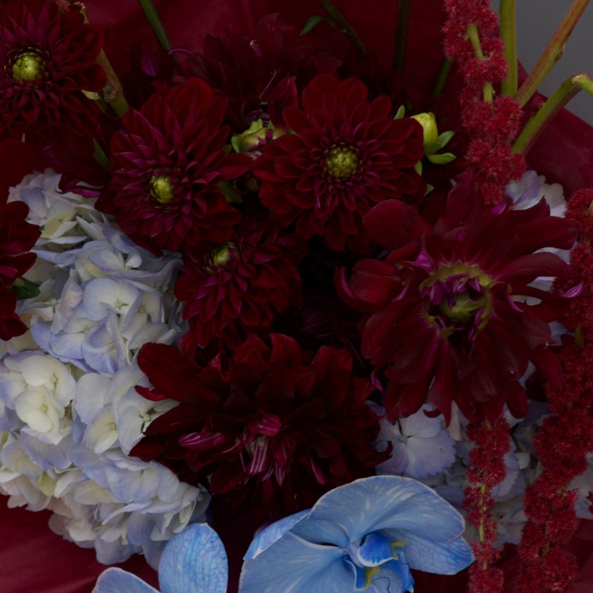 A striking fusion of deep burgundy dahlias and cascading amaranthus, electrified by