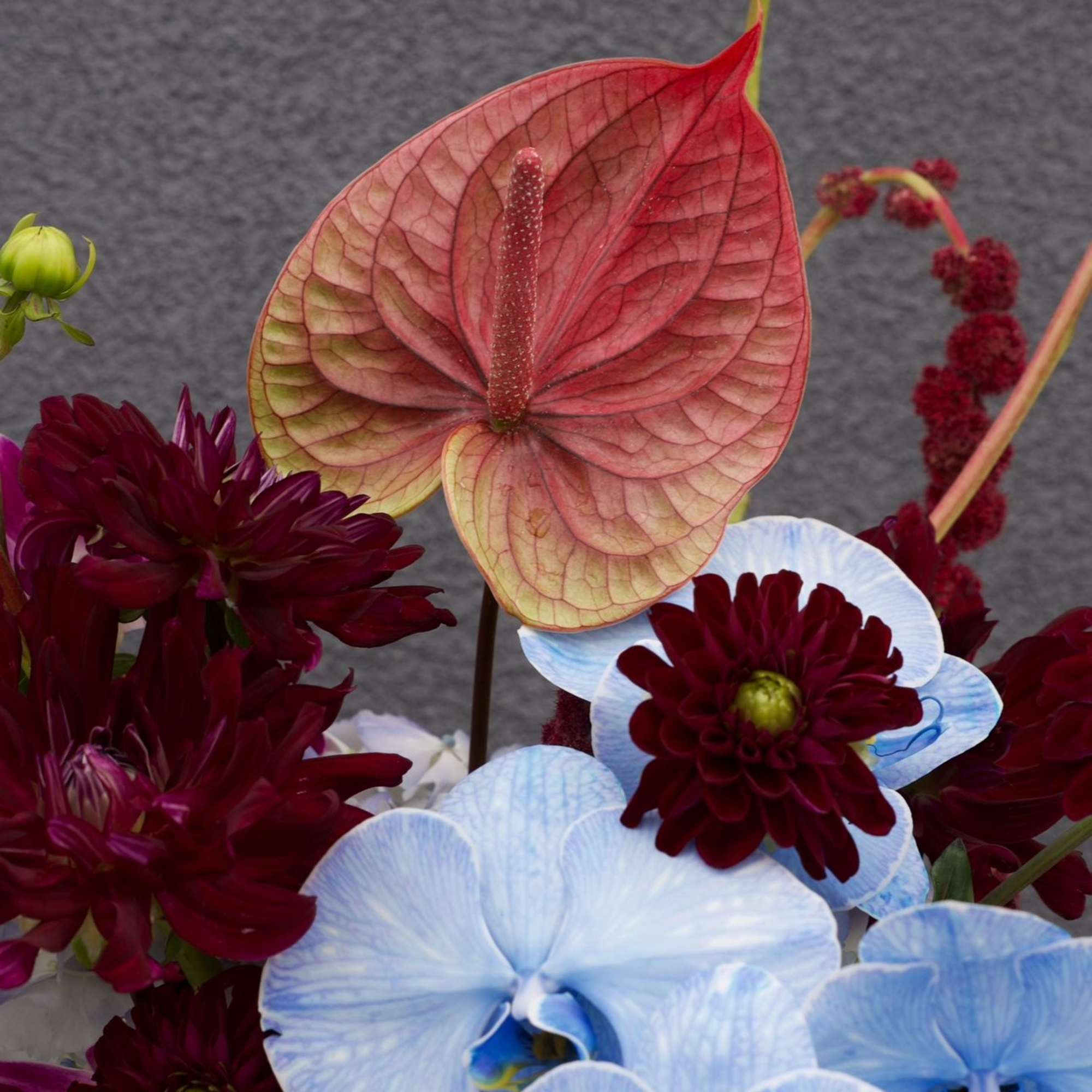 A bold and artful floral arrangement blending deep burgundy dahlias, electric blue