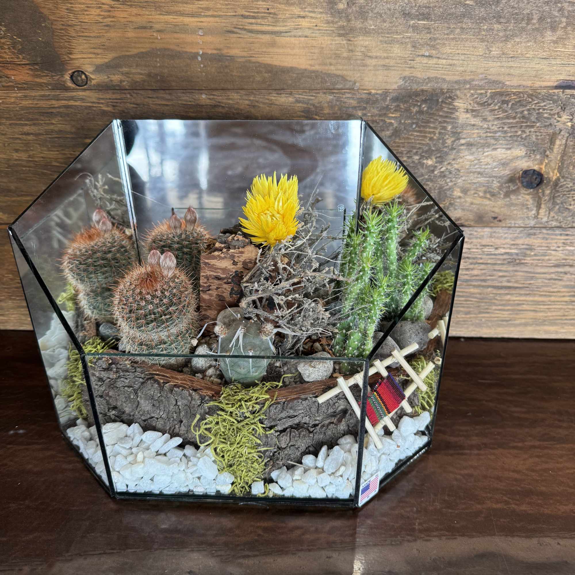 Beautiful Arizona cactus terrarium with live cactus plants make a perfect gift. Beautiful Arizona cactus terrarium with live cactus plants make a perfect gift.