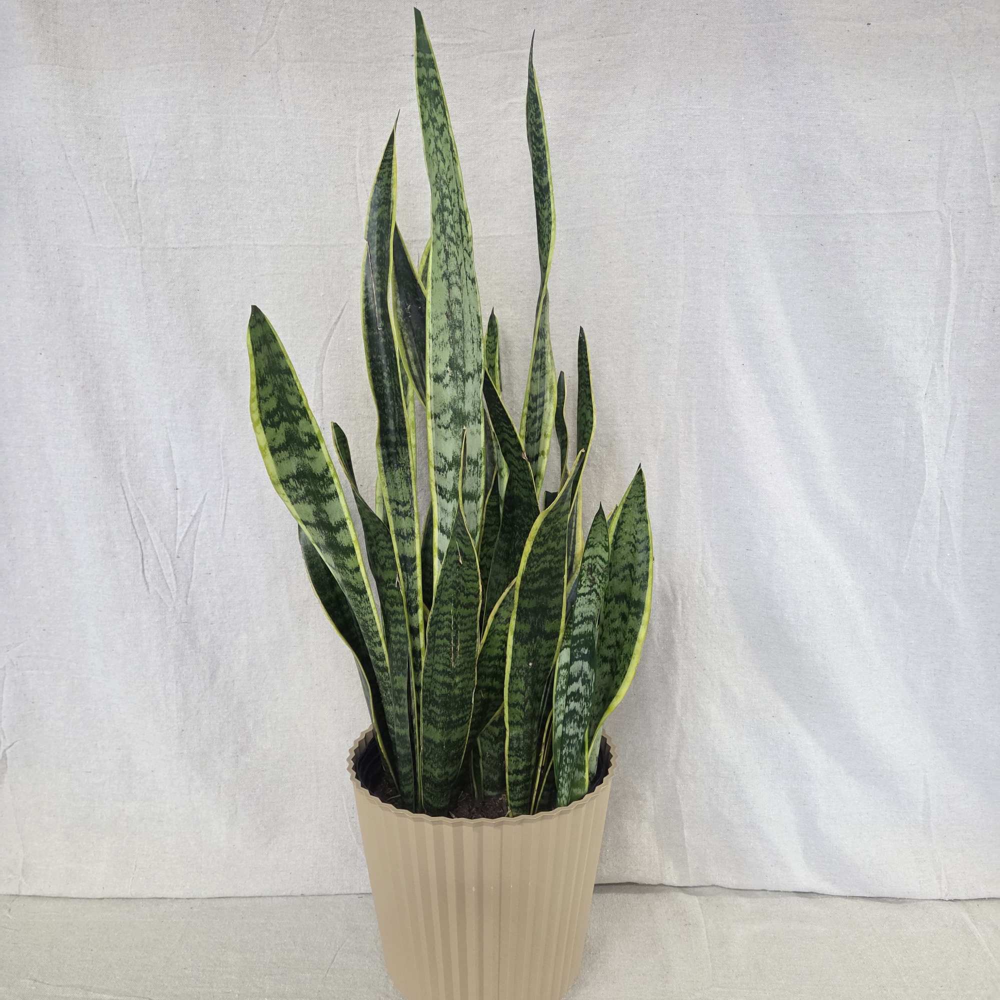 Sansevieria