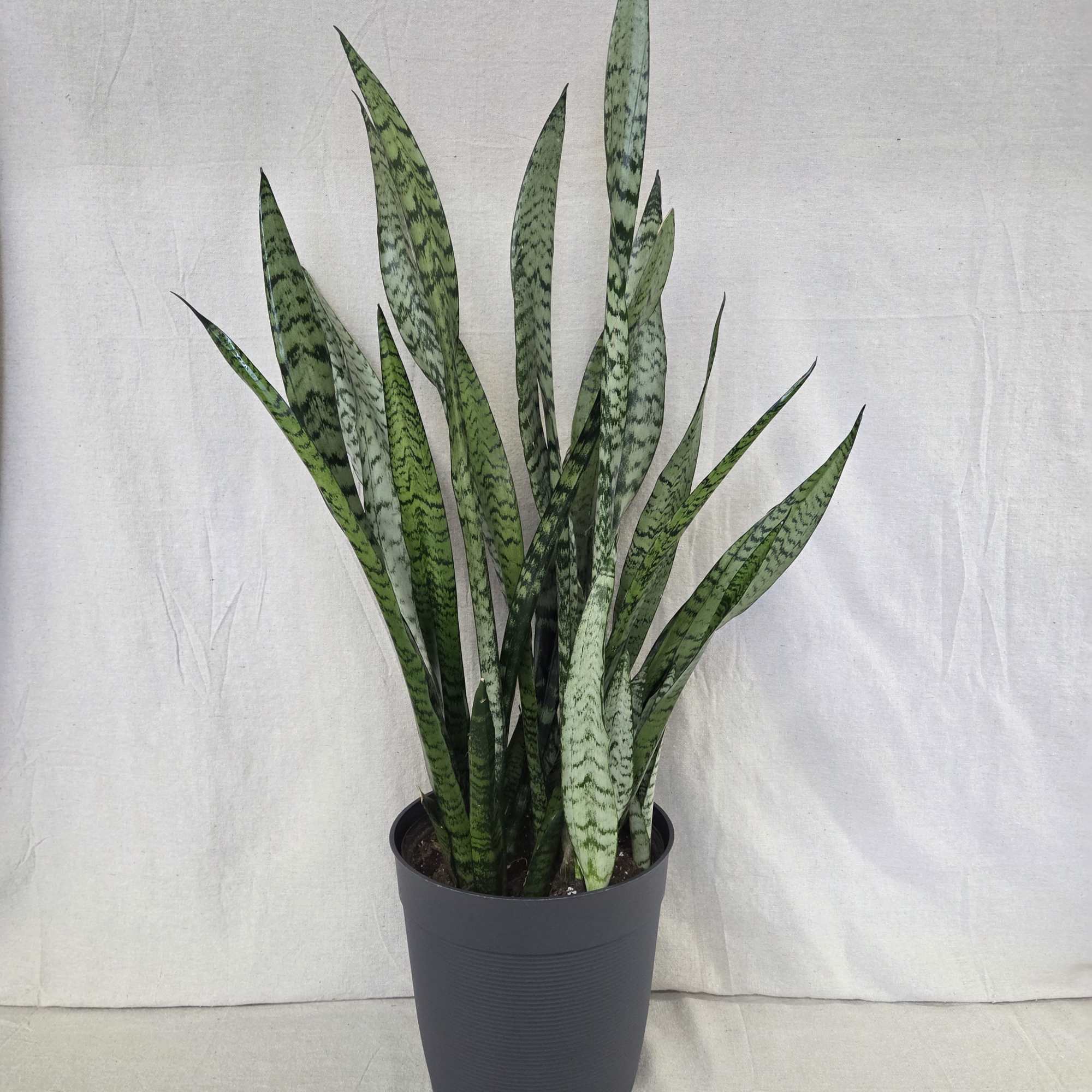 Sansevieria