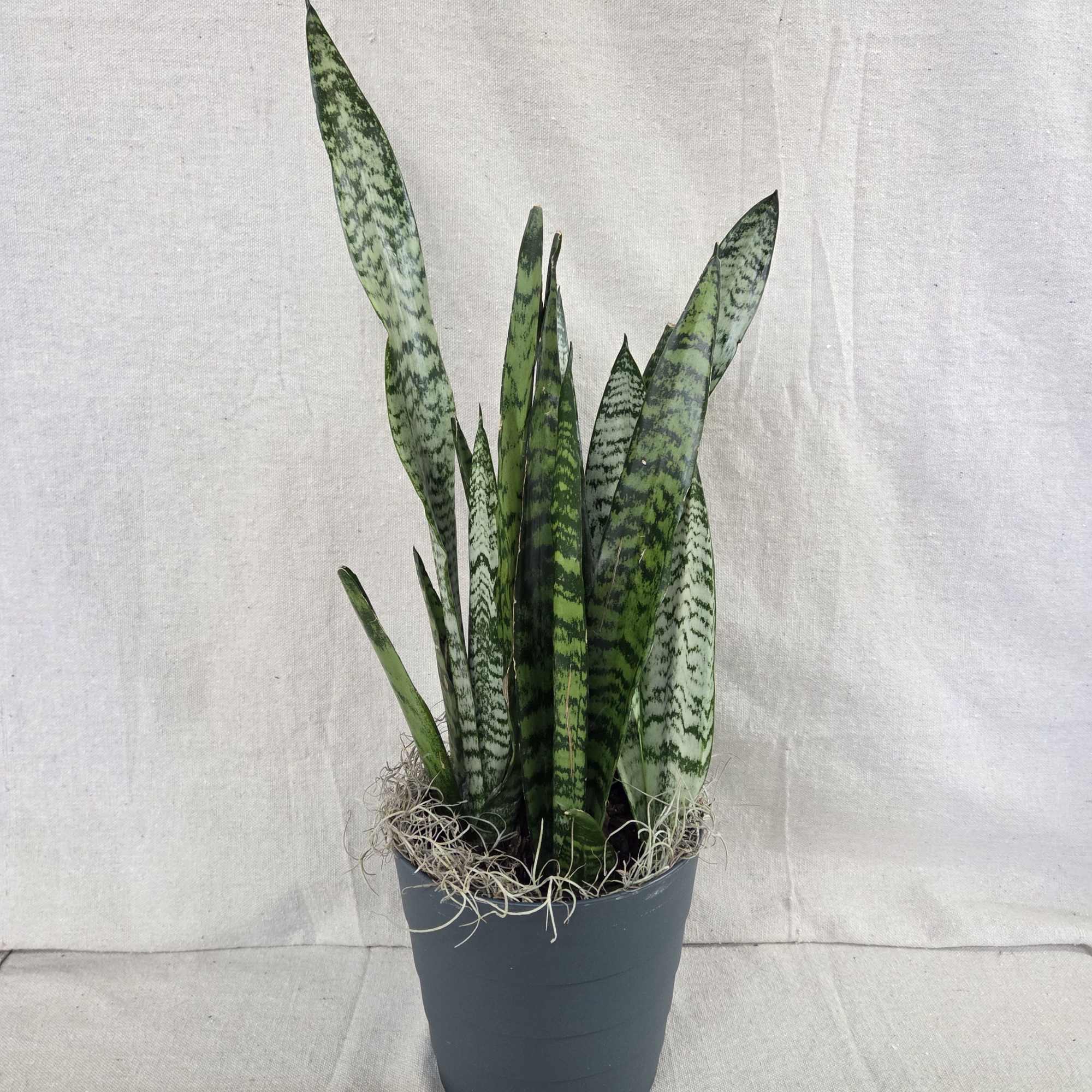 Sansevieria