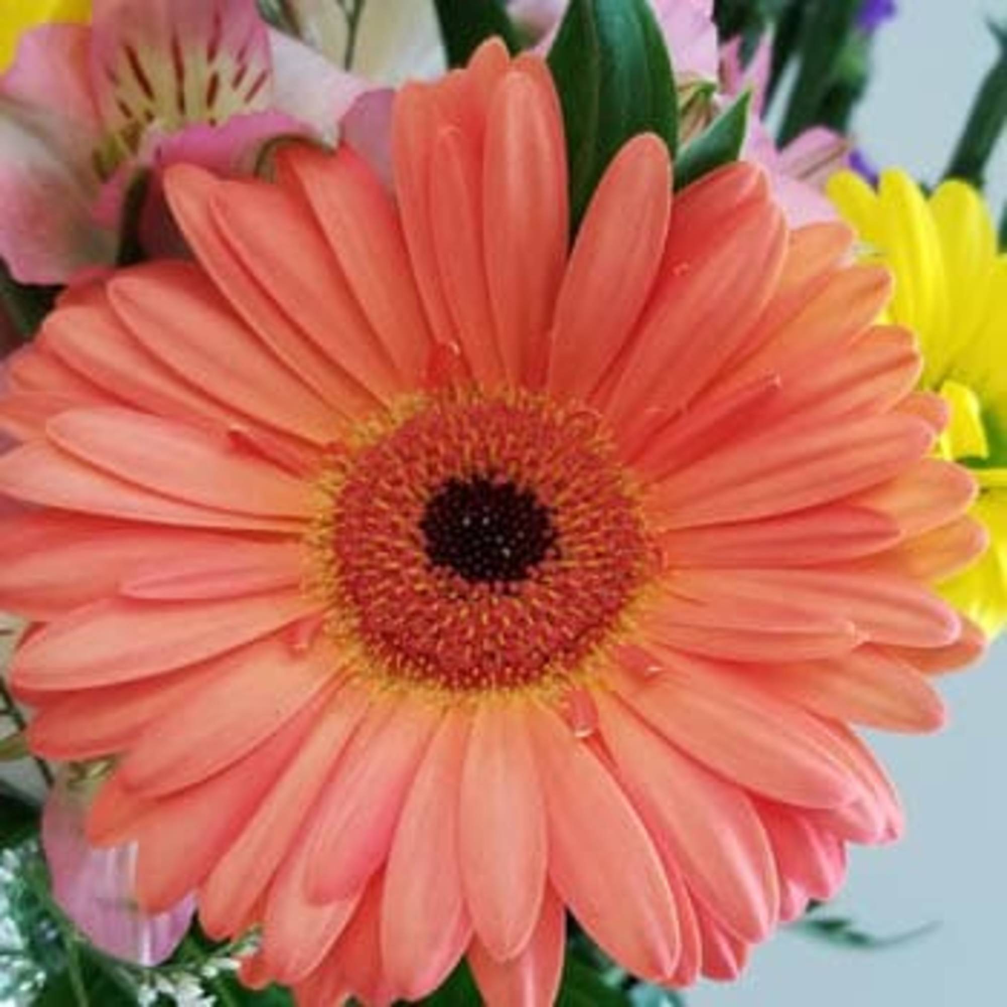 Coral, green, pink, yellow, purple - flowers of the garden in this Coral, green, pink, yellow, purple - flowers of the garden in this