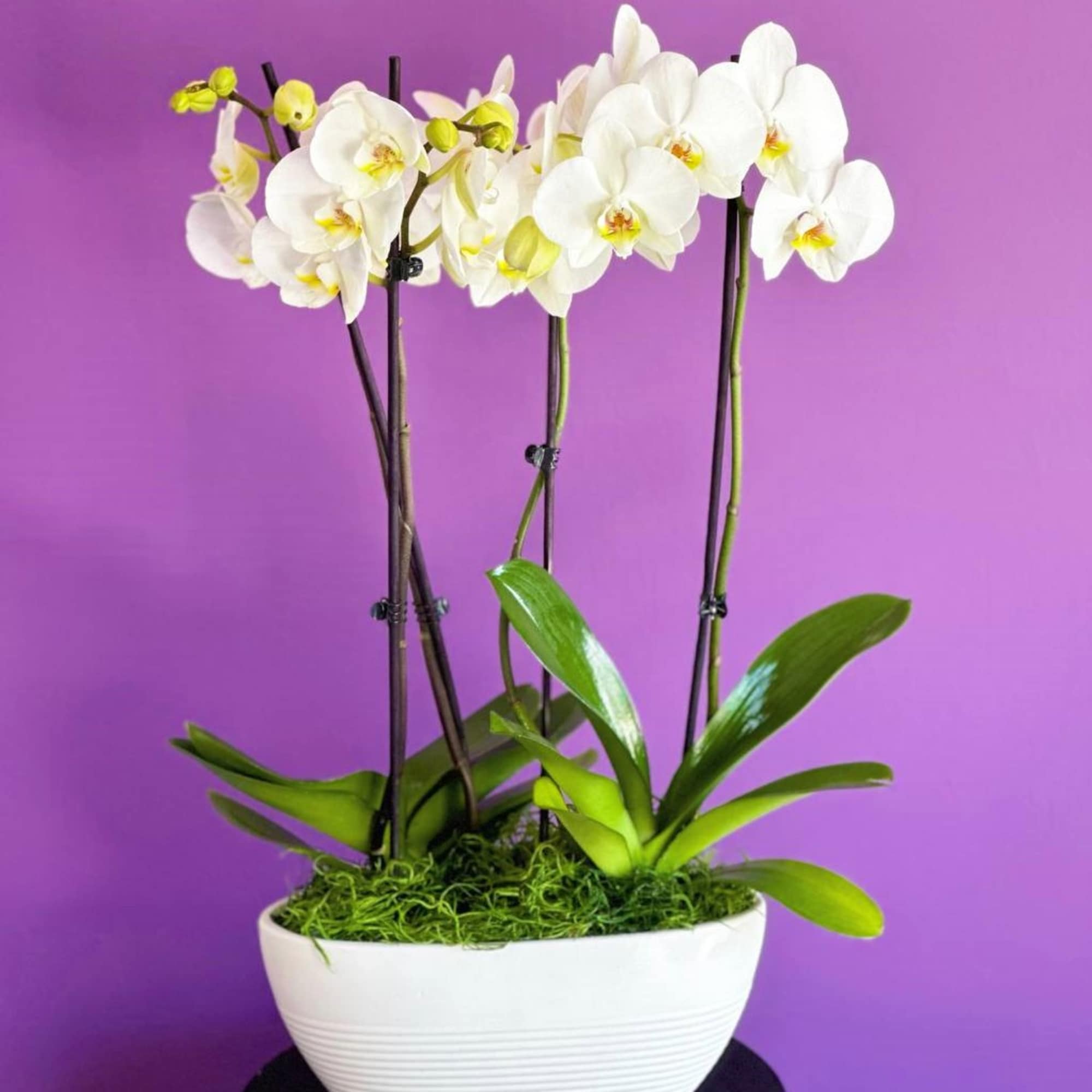 This exquisite vase showcases elegant orchid stems, each one a stunning display