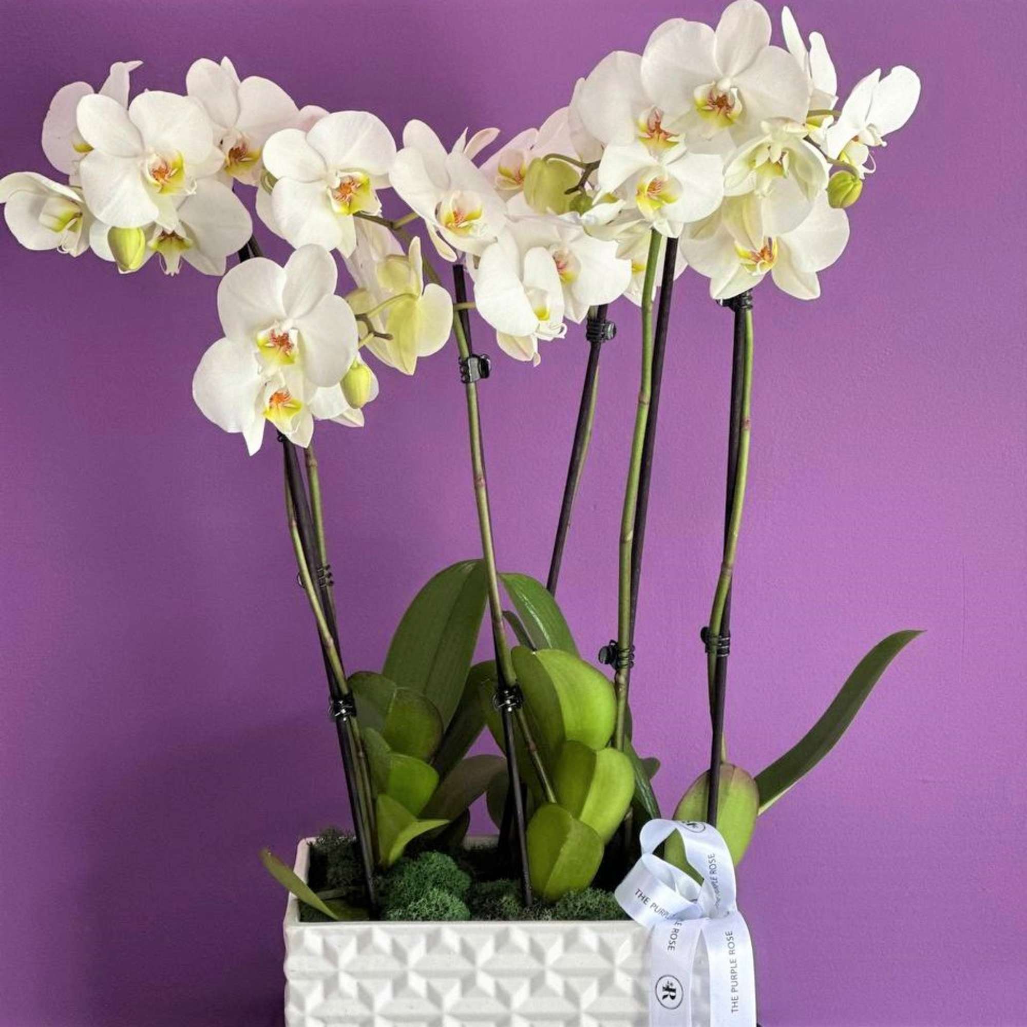 This exquisite vase showcases elegant orchid stems, each one a stunning display