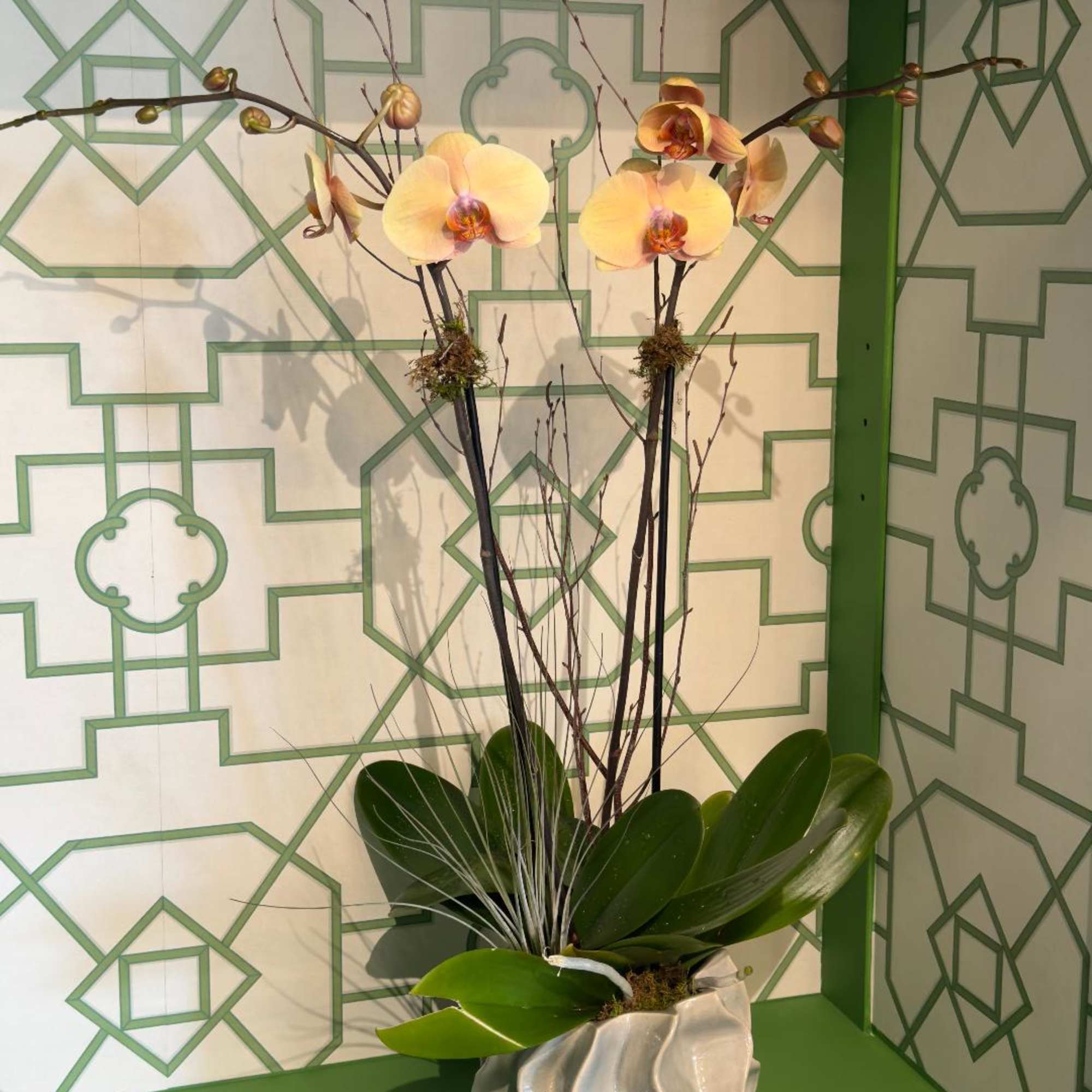 An elegant ceramic container with two beautiful phalaenopsis orchid plants; decorated with