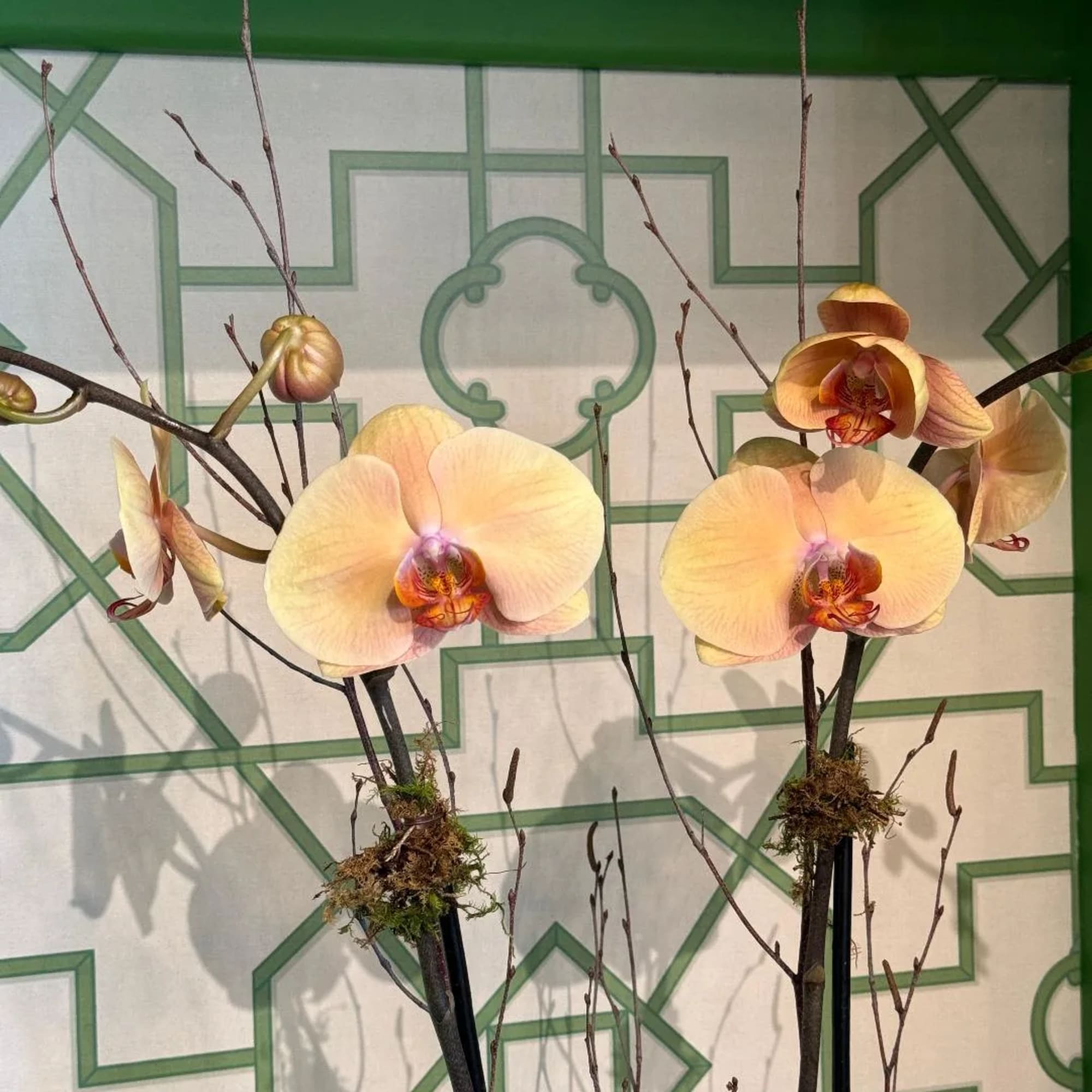 An elegant ceramic container with two beautiful phalaenopsis orchid plants; decorated with