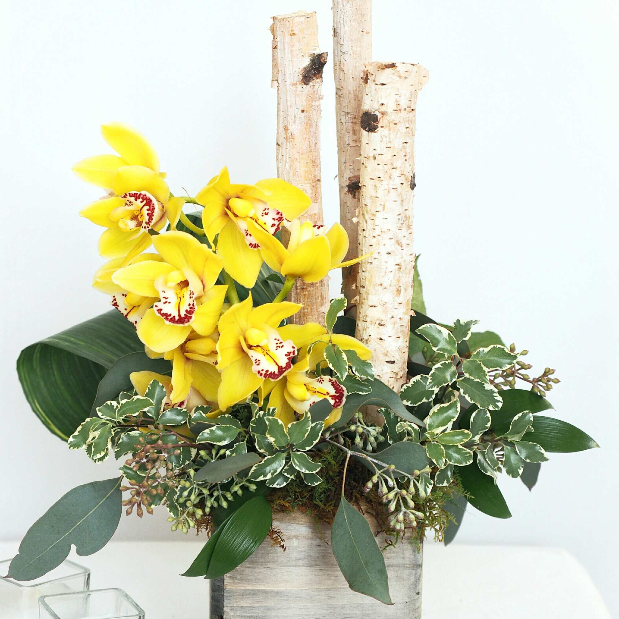 Handsome. Tropics-meets-Northwoods. 

An unexpected pairing of tropical Cymbidium or Phaleanopsis orchid cut