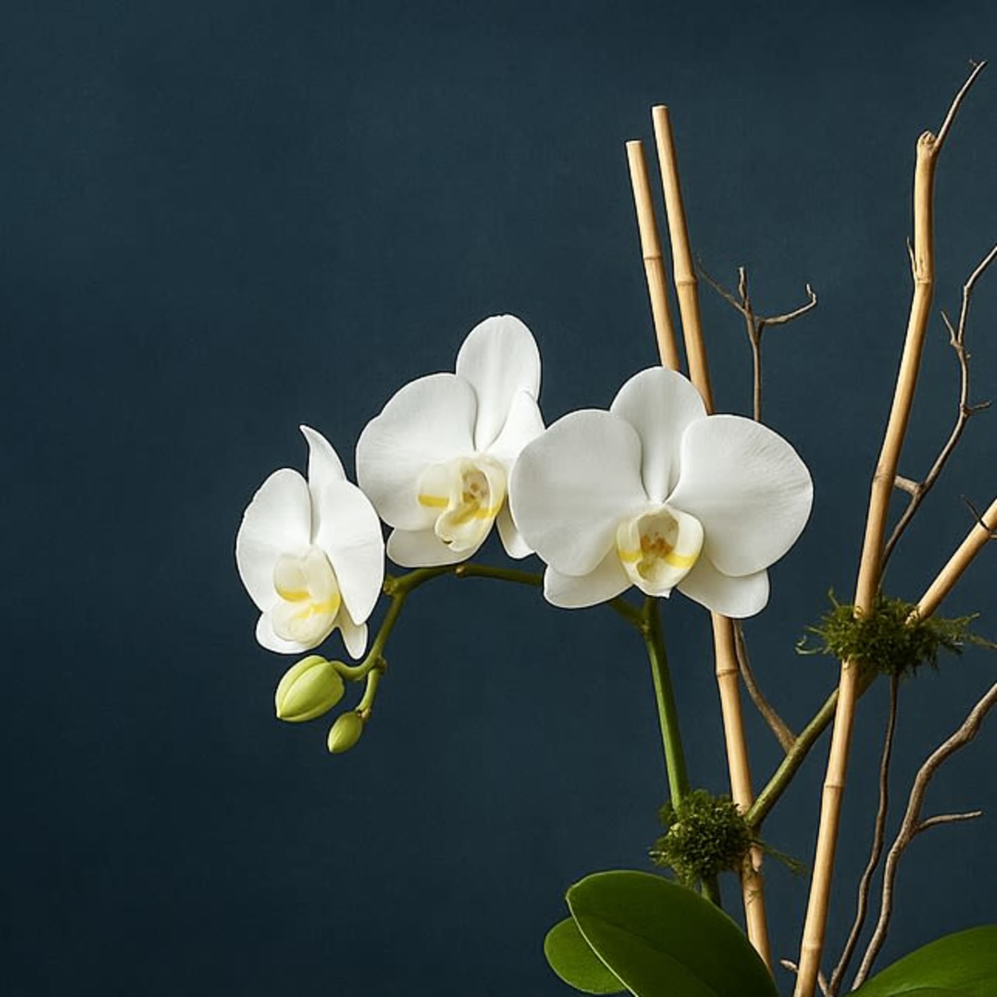 Lunar Bloom is a captivating white Phalaenopsis orchid that radiates elegance and