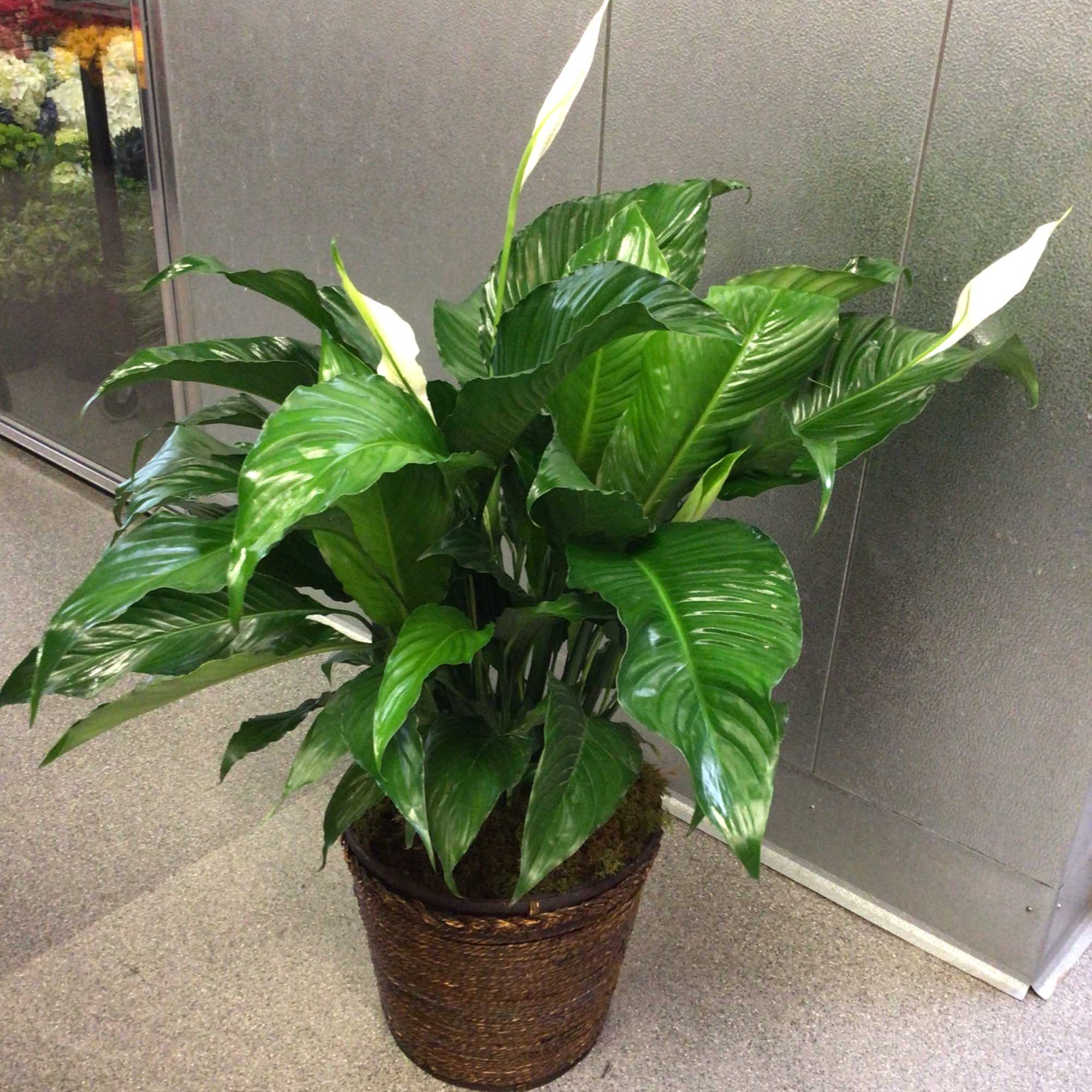  10 inch plant in a basket