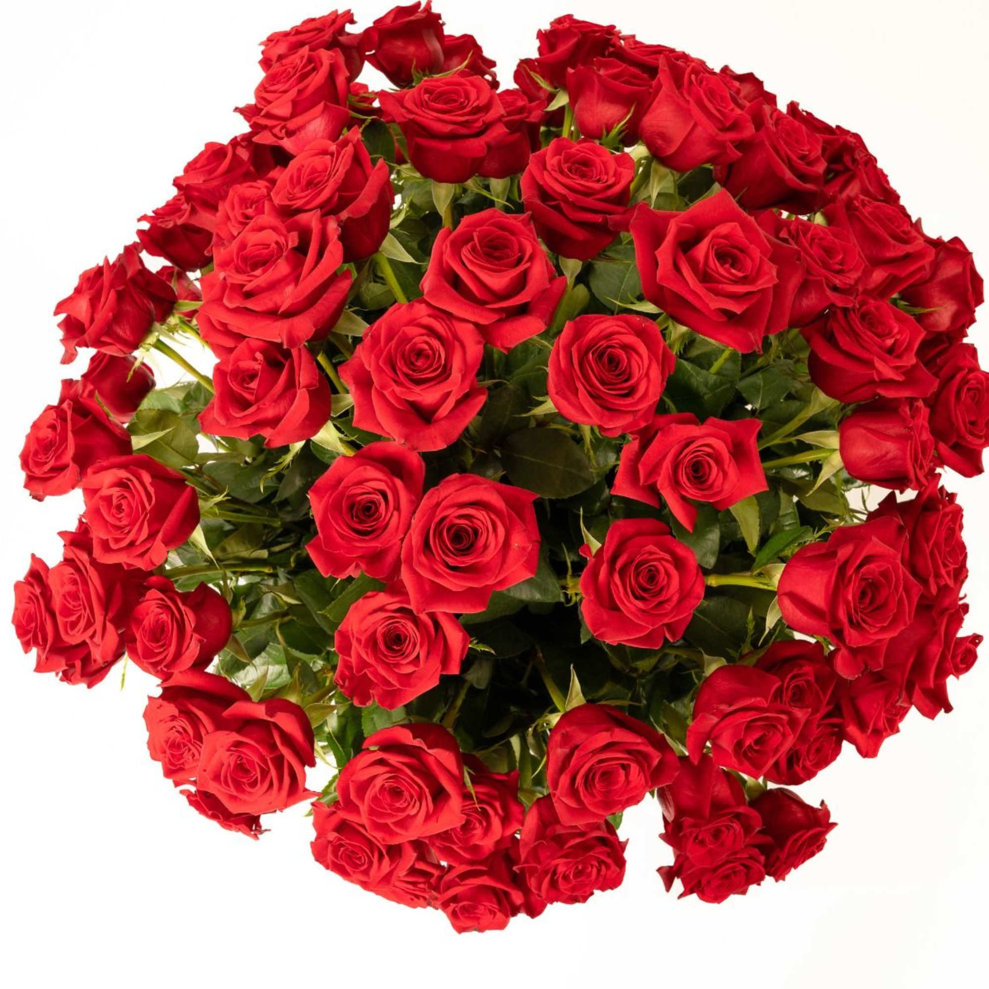 Our breathtaking 100 red roses are designed with long-stem 70 cm freedom Our breathtaking 100 red roses are designed with long-stem 70 cm freedom