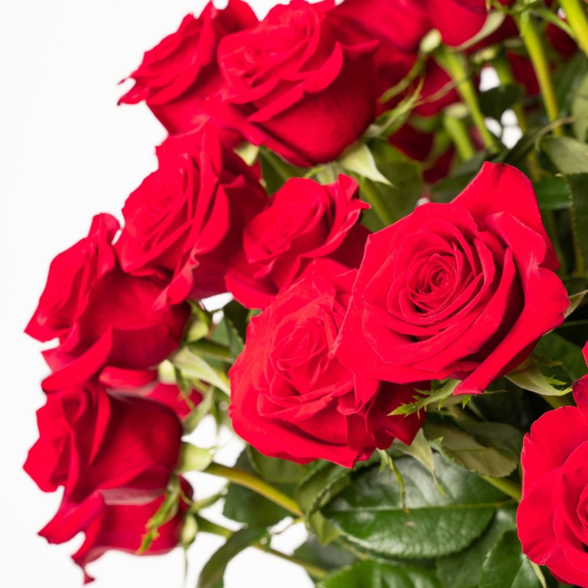 Our breathtaking 100 red roses are designed with long-stem 70 cm freedom Our breathtaking 100 red roses are designed with long-stem 70 cm freedom